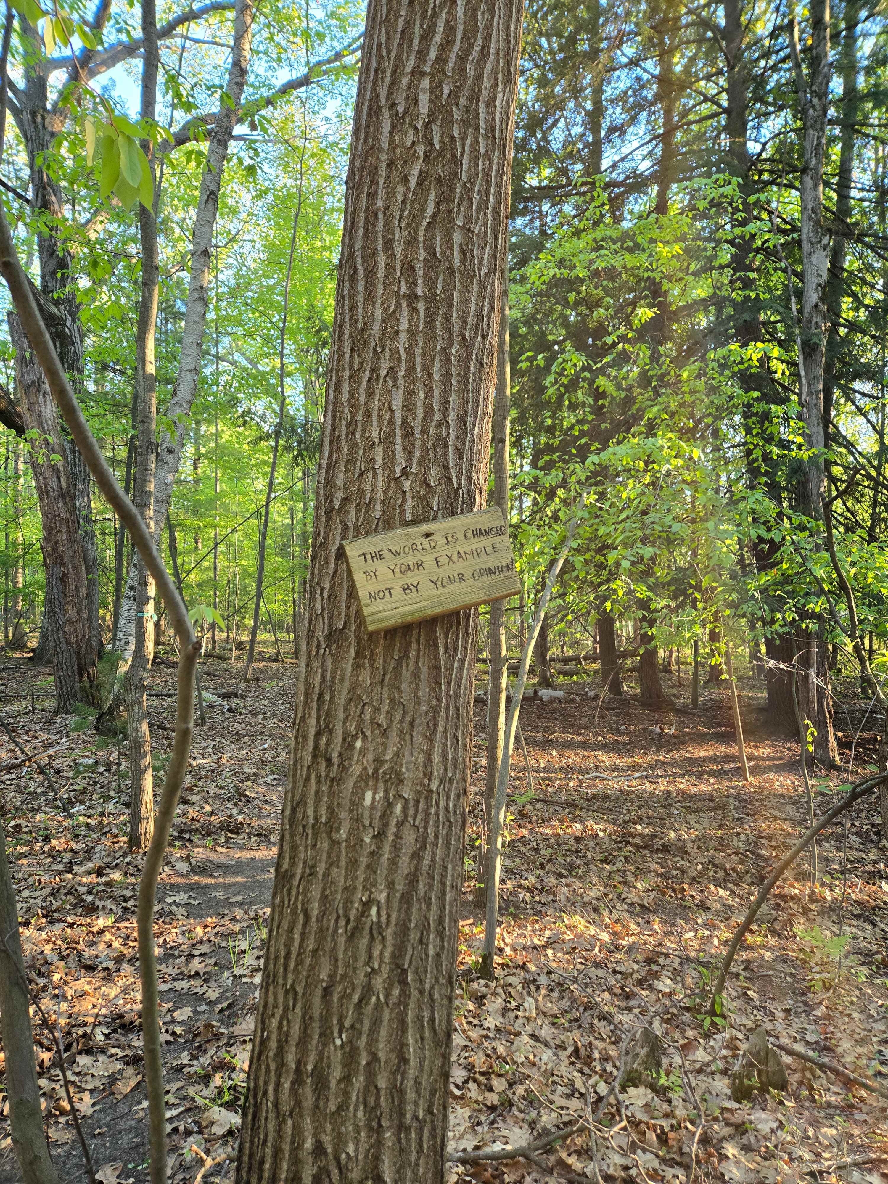 The Crow’s Nest Forest Camp