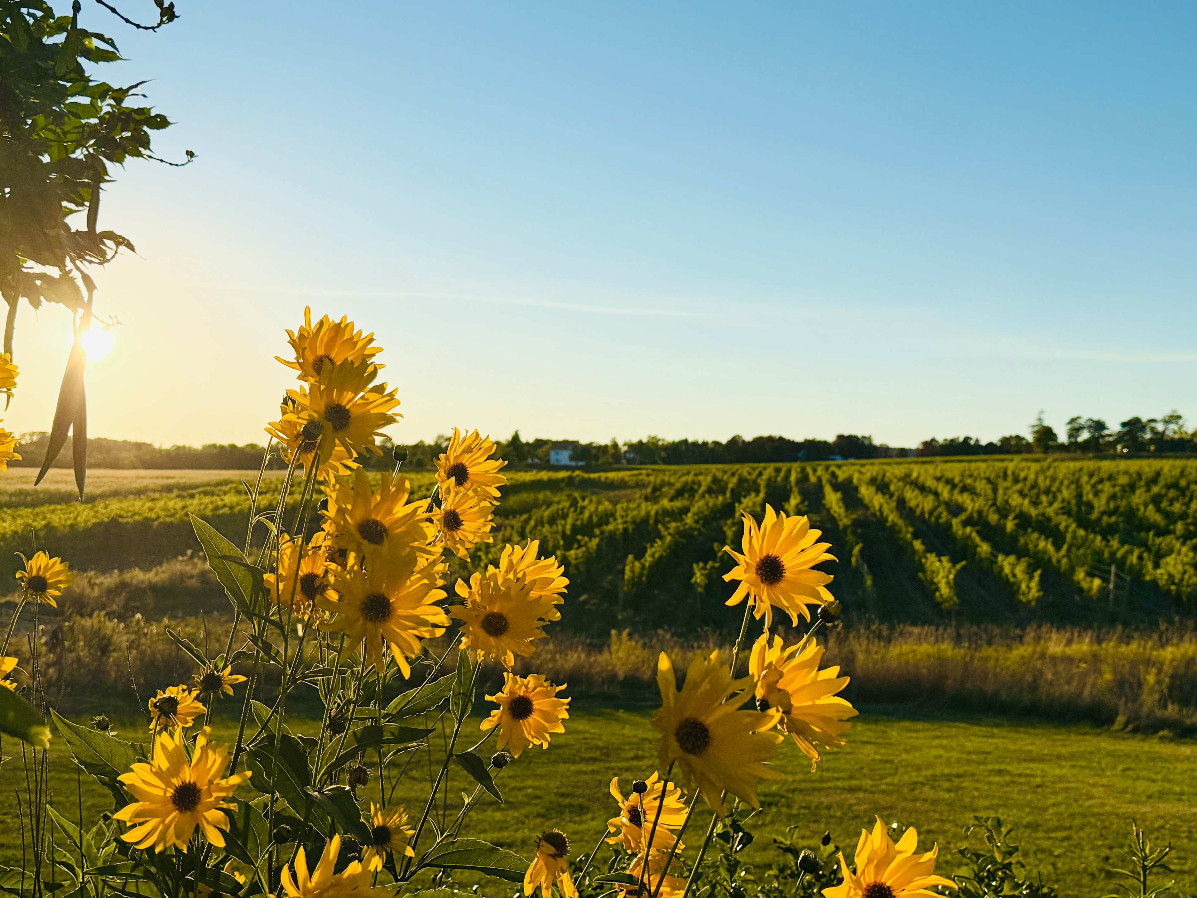 Mumana Vineyards