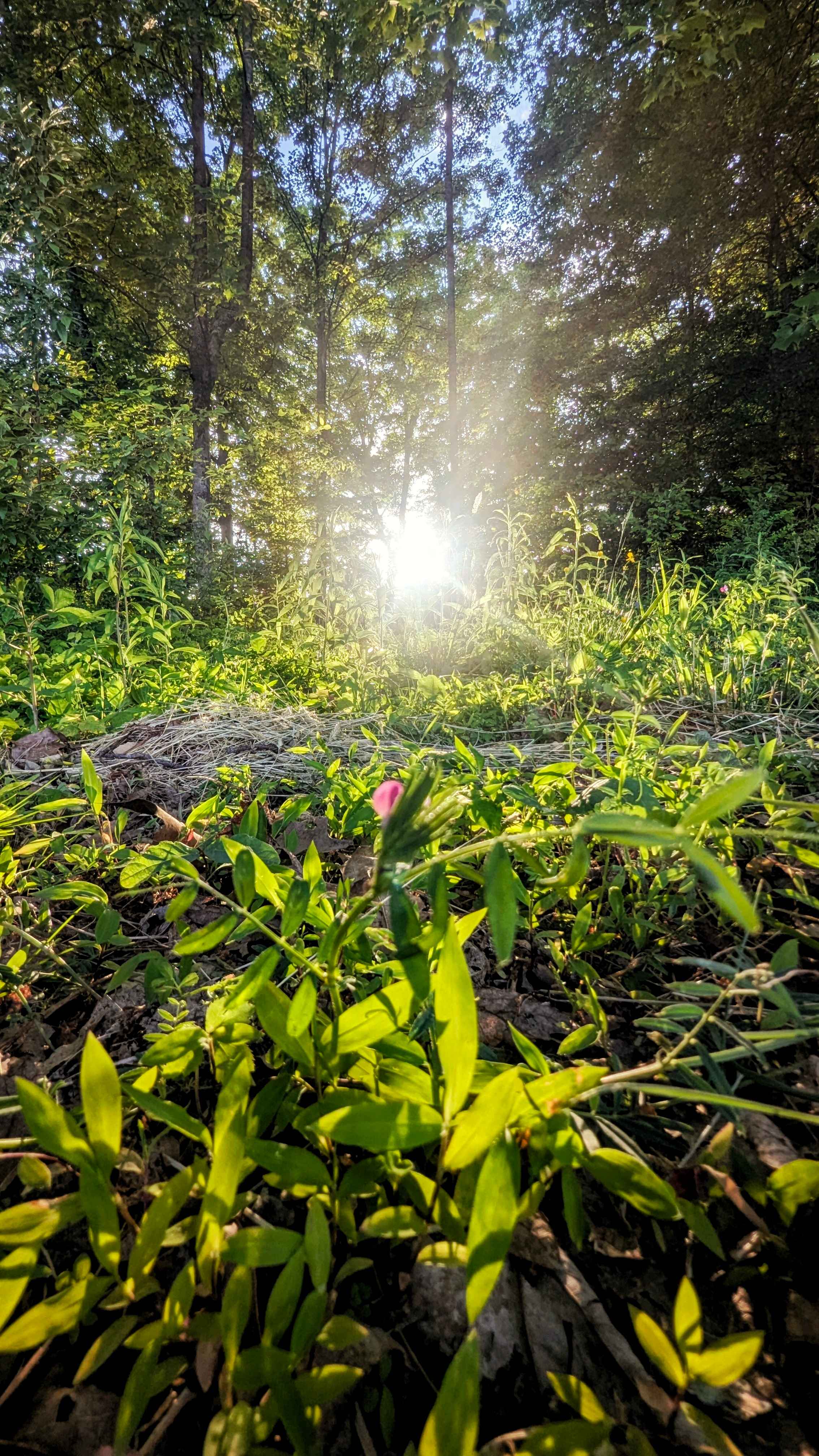 Creeping Thyme Forest