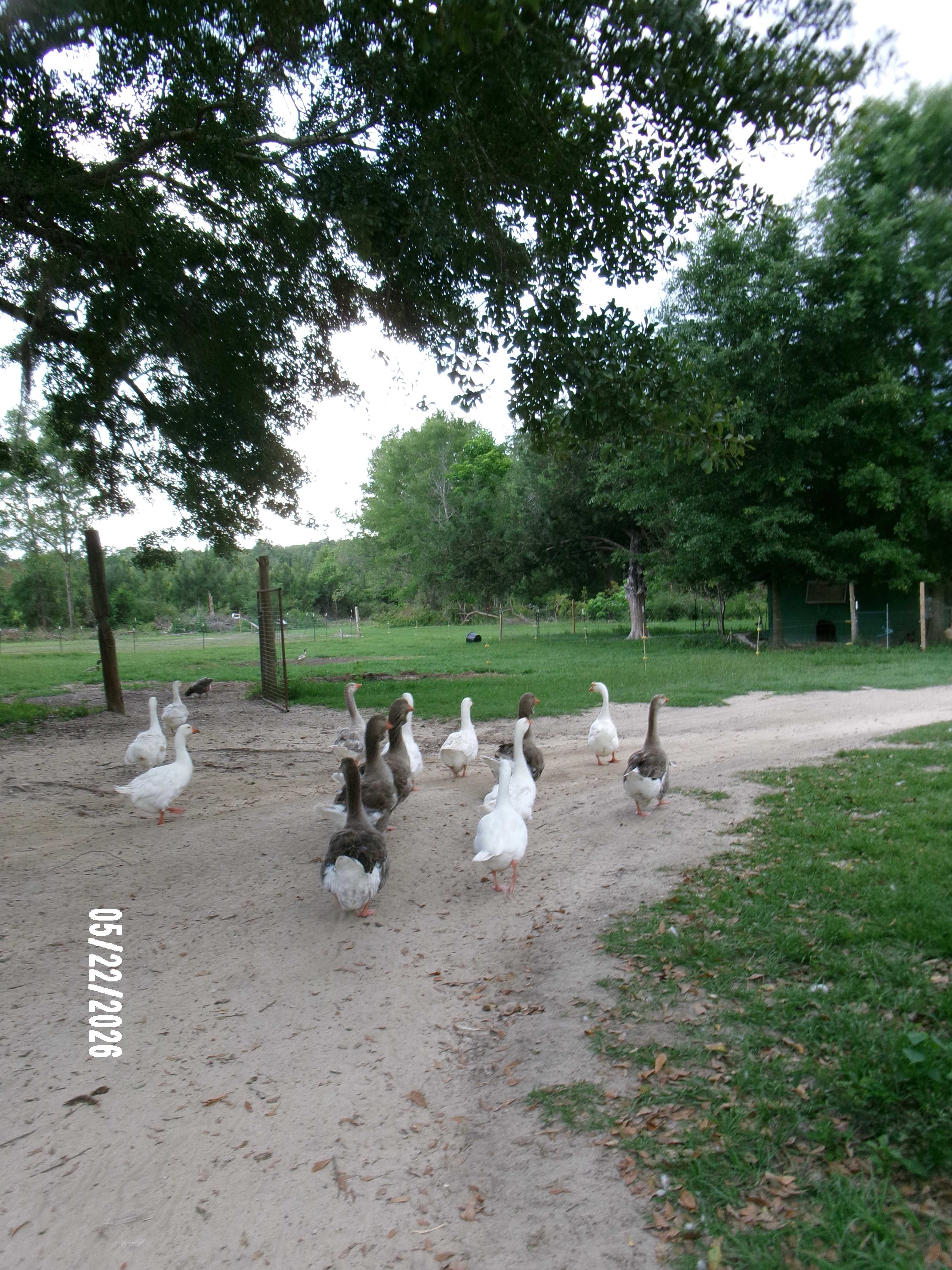 Moonpie Farm and Creamery