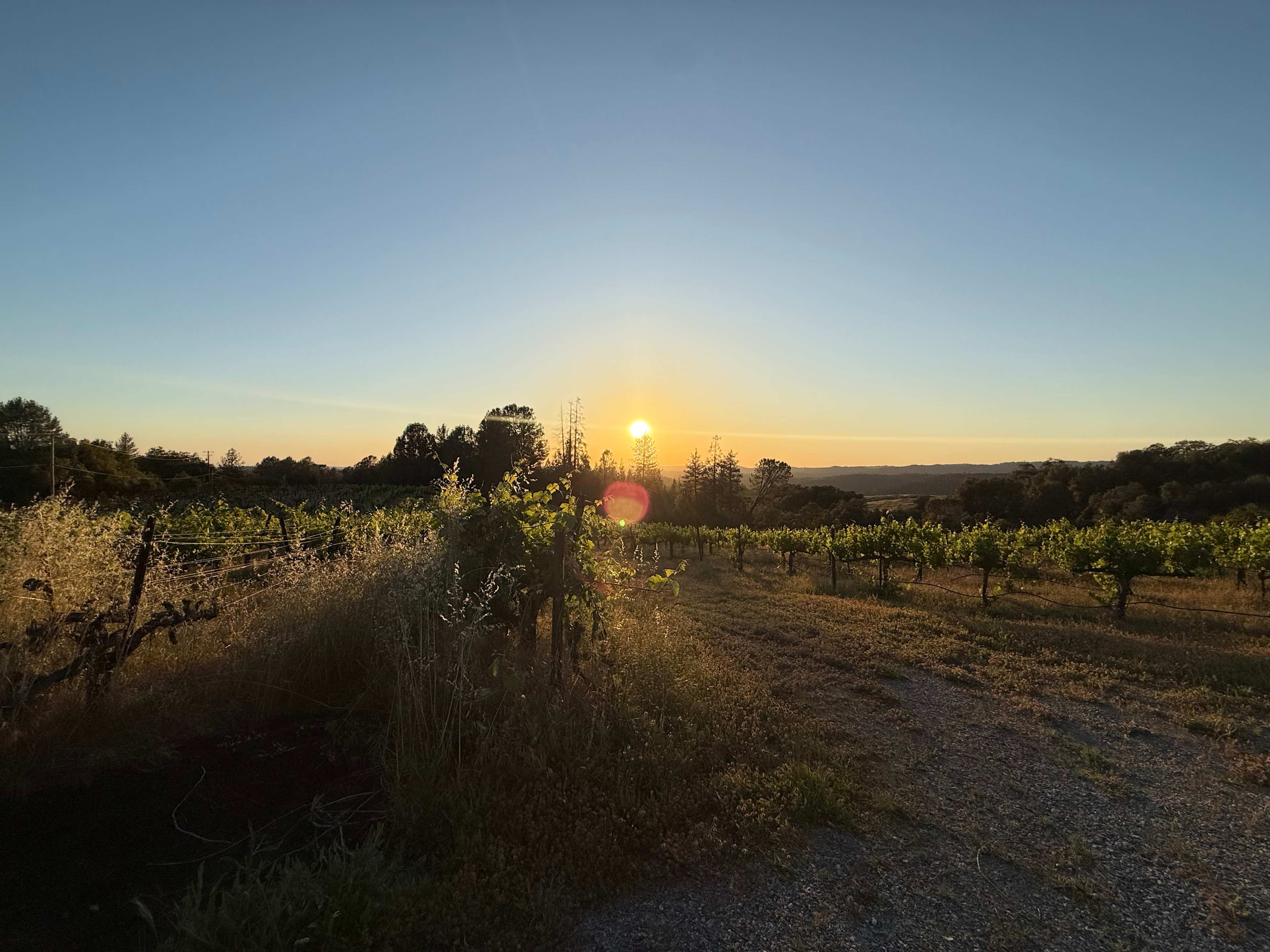 Camp 🏕 Gold Dust Vineyard