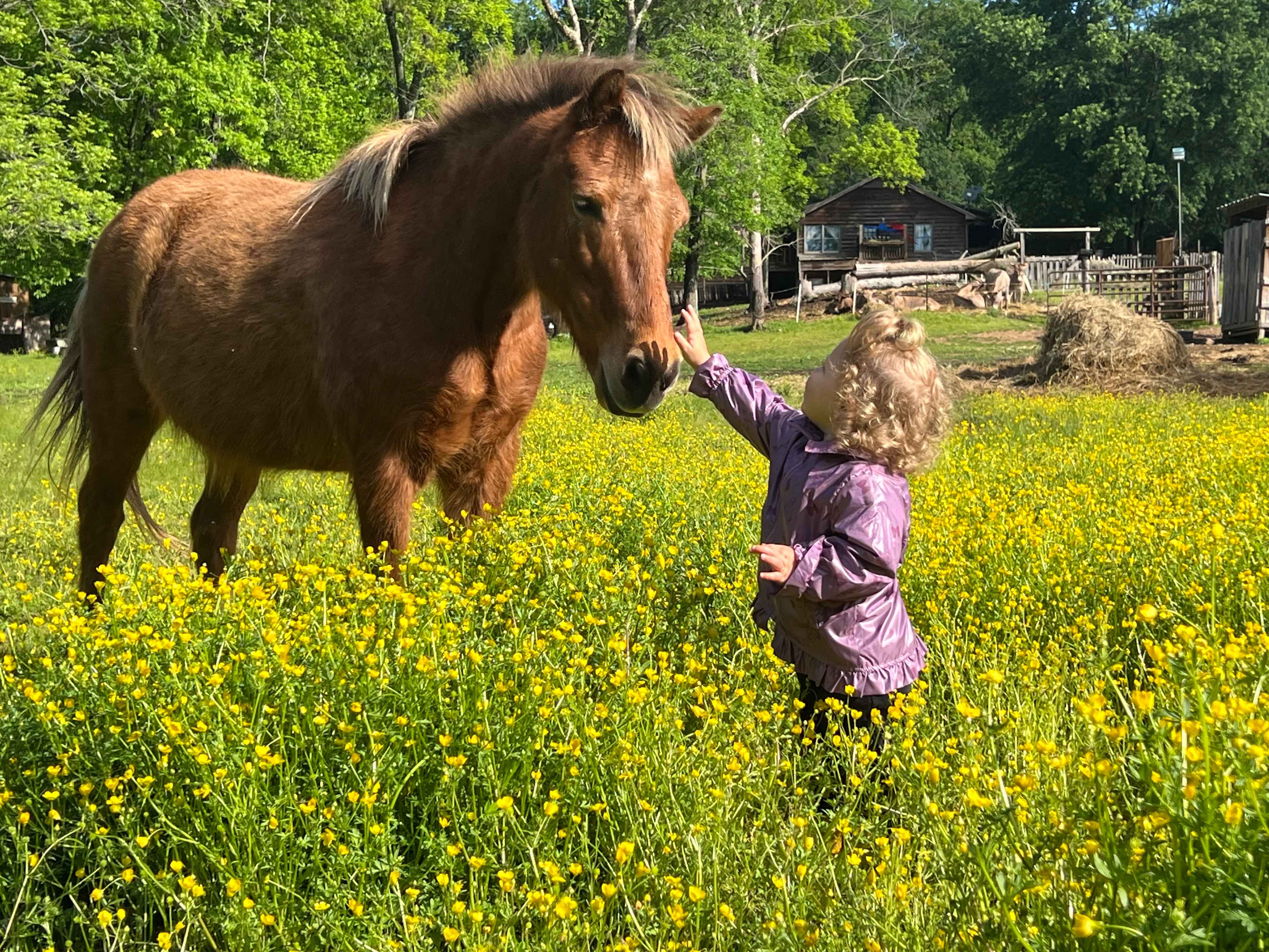 A sweet little blind pony 