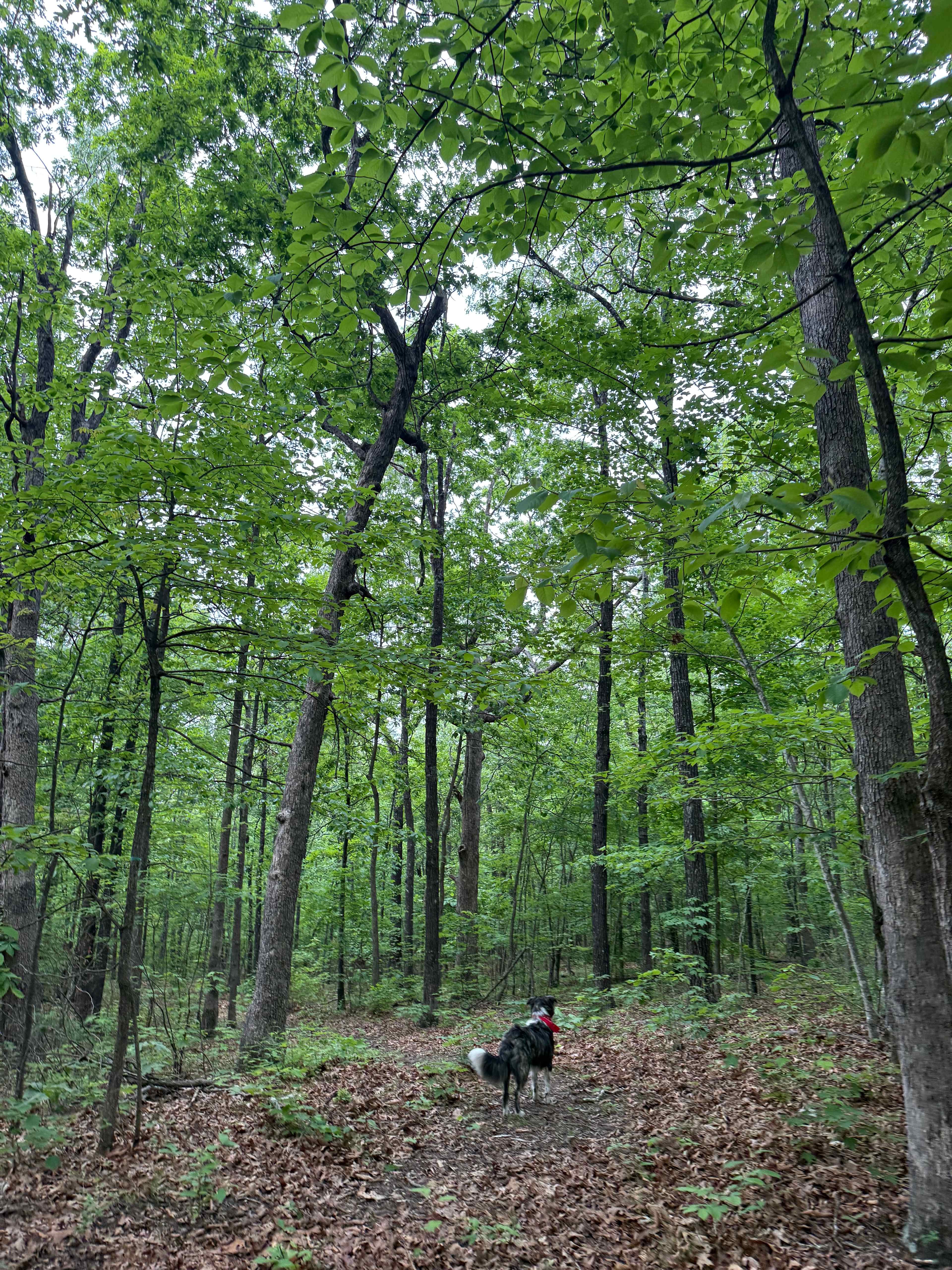 Secluded Camp near Buffalo River
