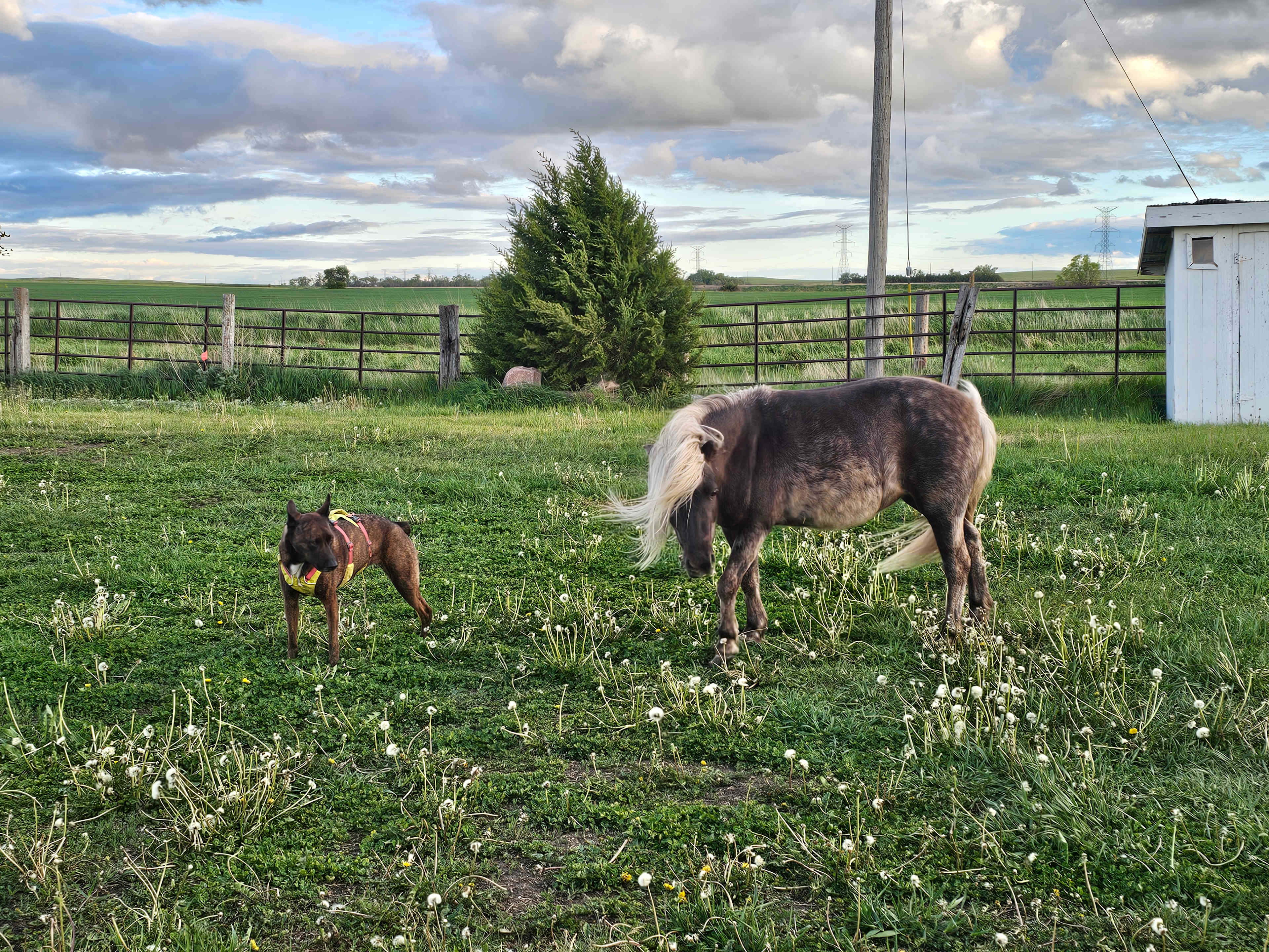 Diamond A Cattle Ranch