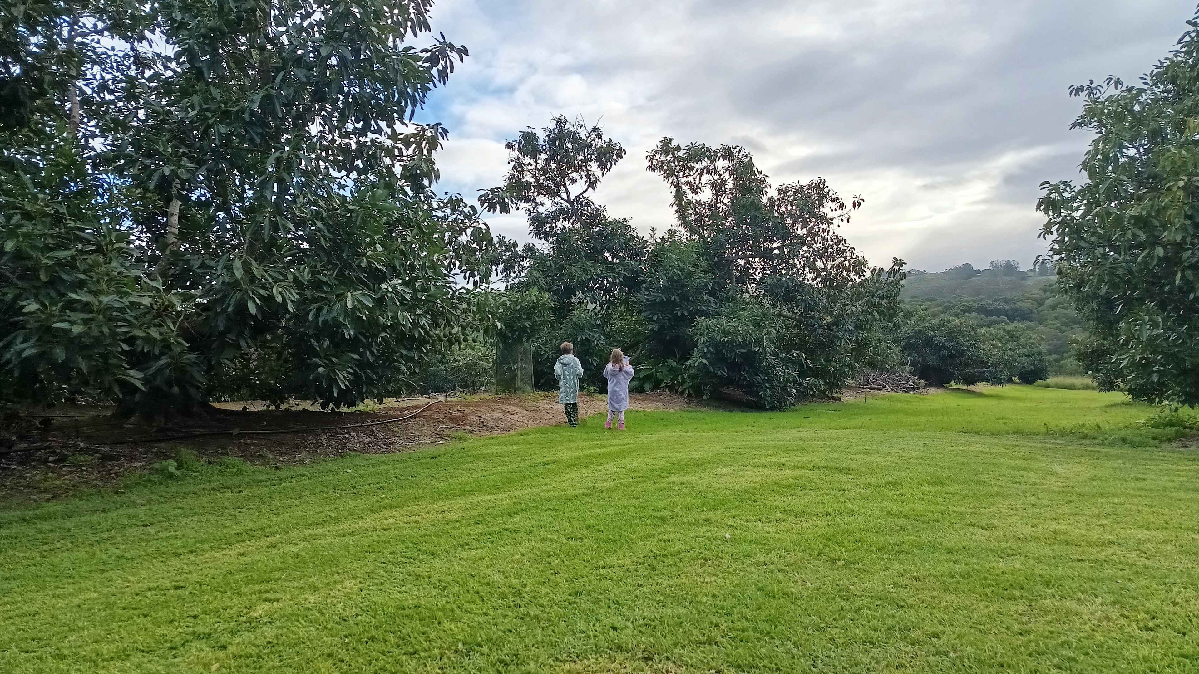 Tremayne - The Old Avocado Farm