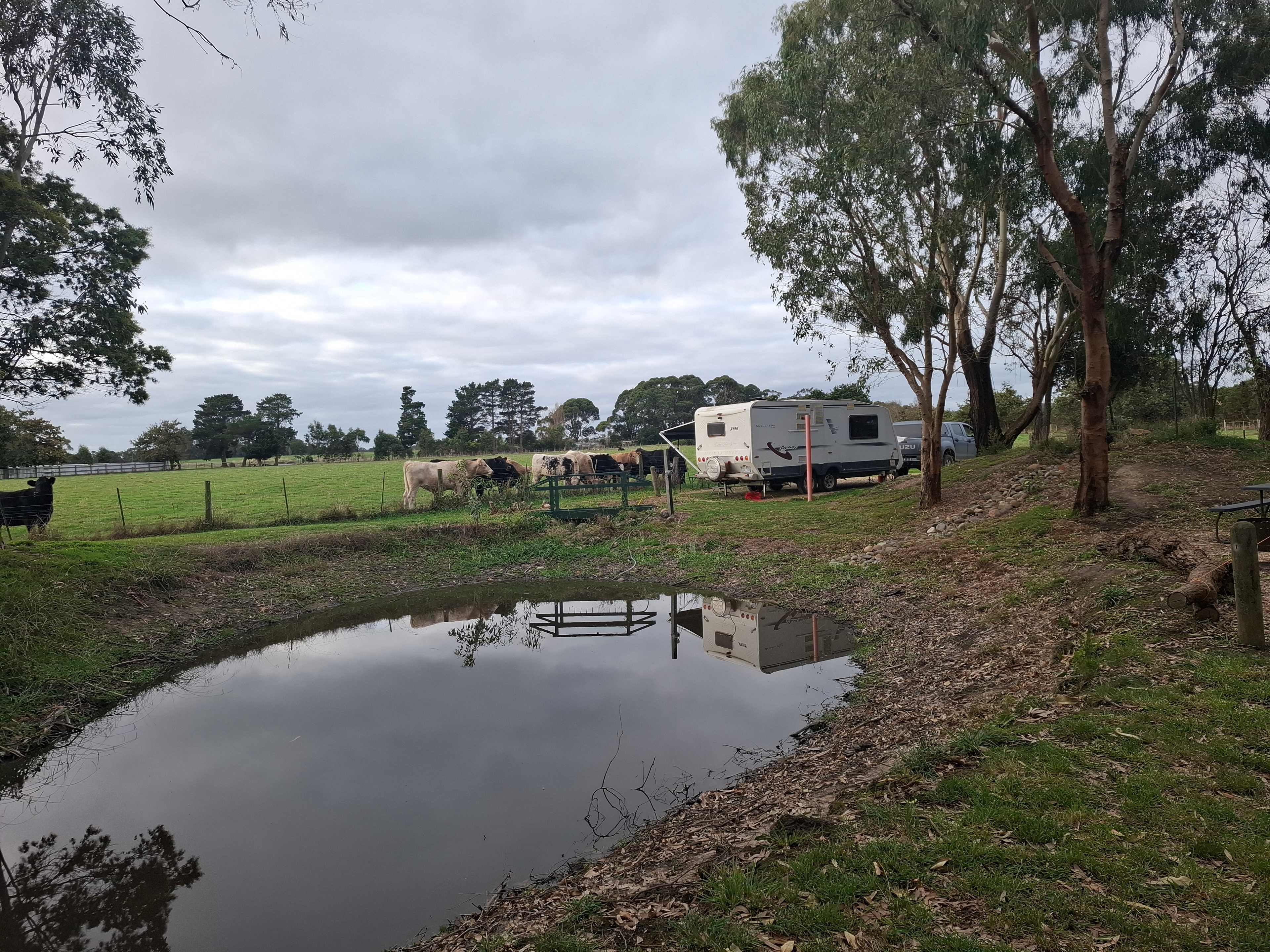 The Farm @ JU Buffalo (S Gippsland)