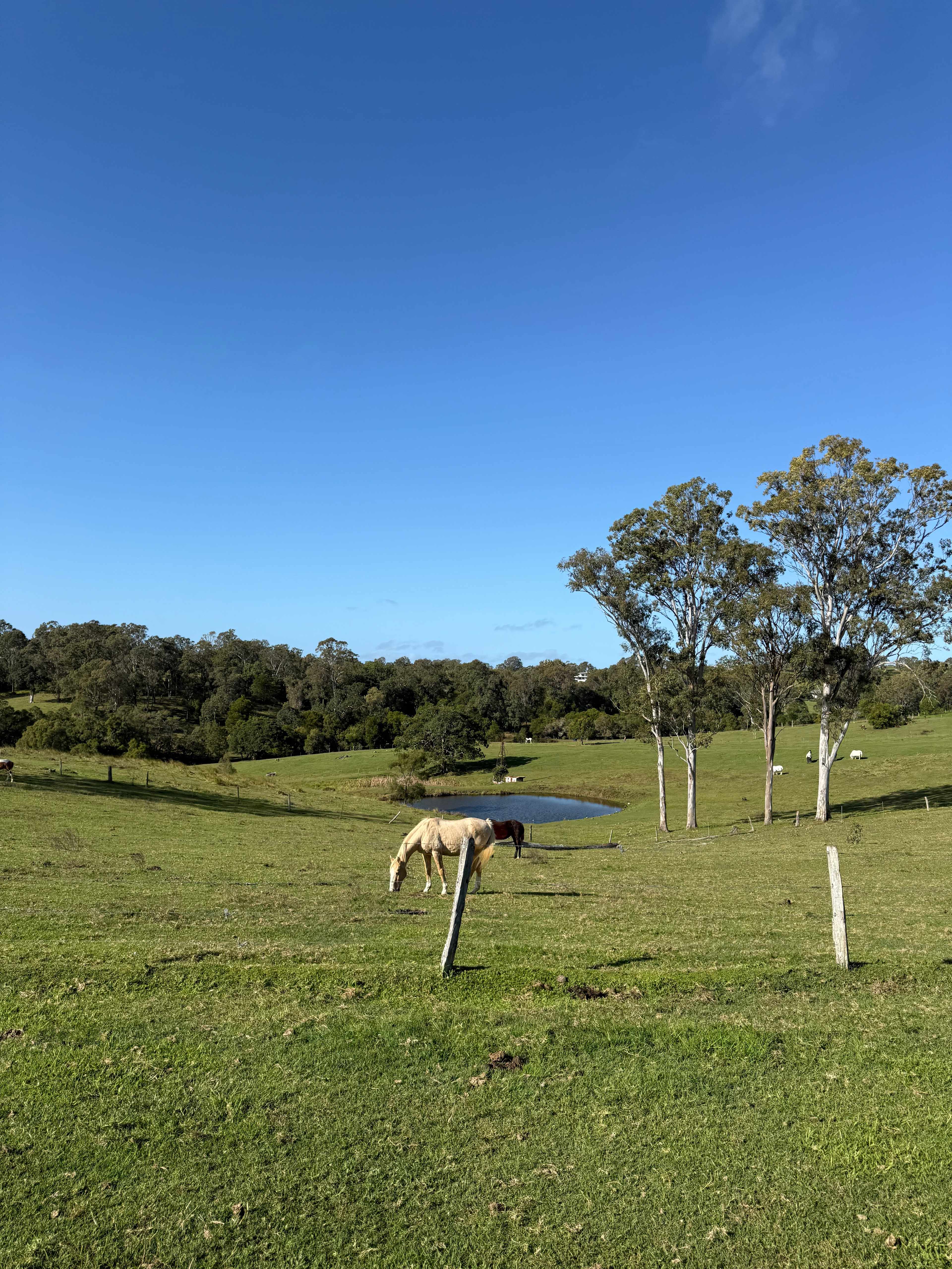 Some of the local horses horsing around