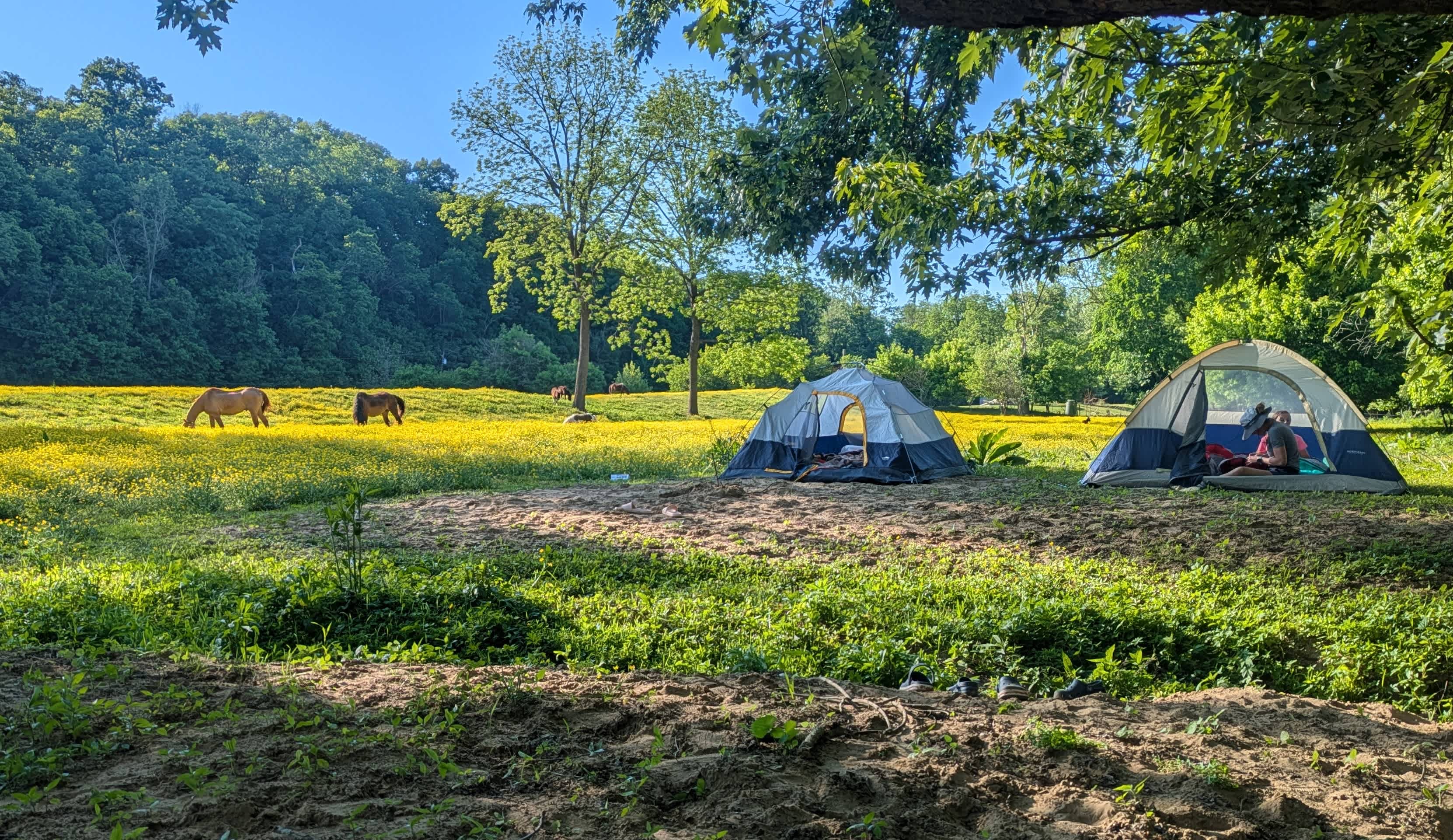 Wildcat Creek Farm in Tyrone