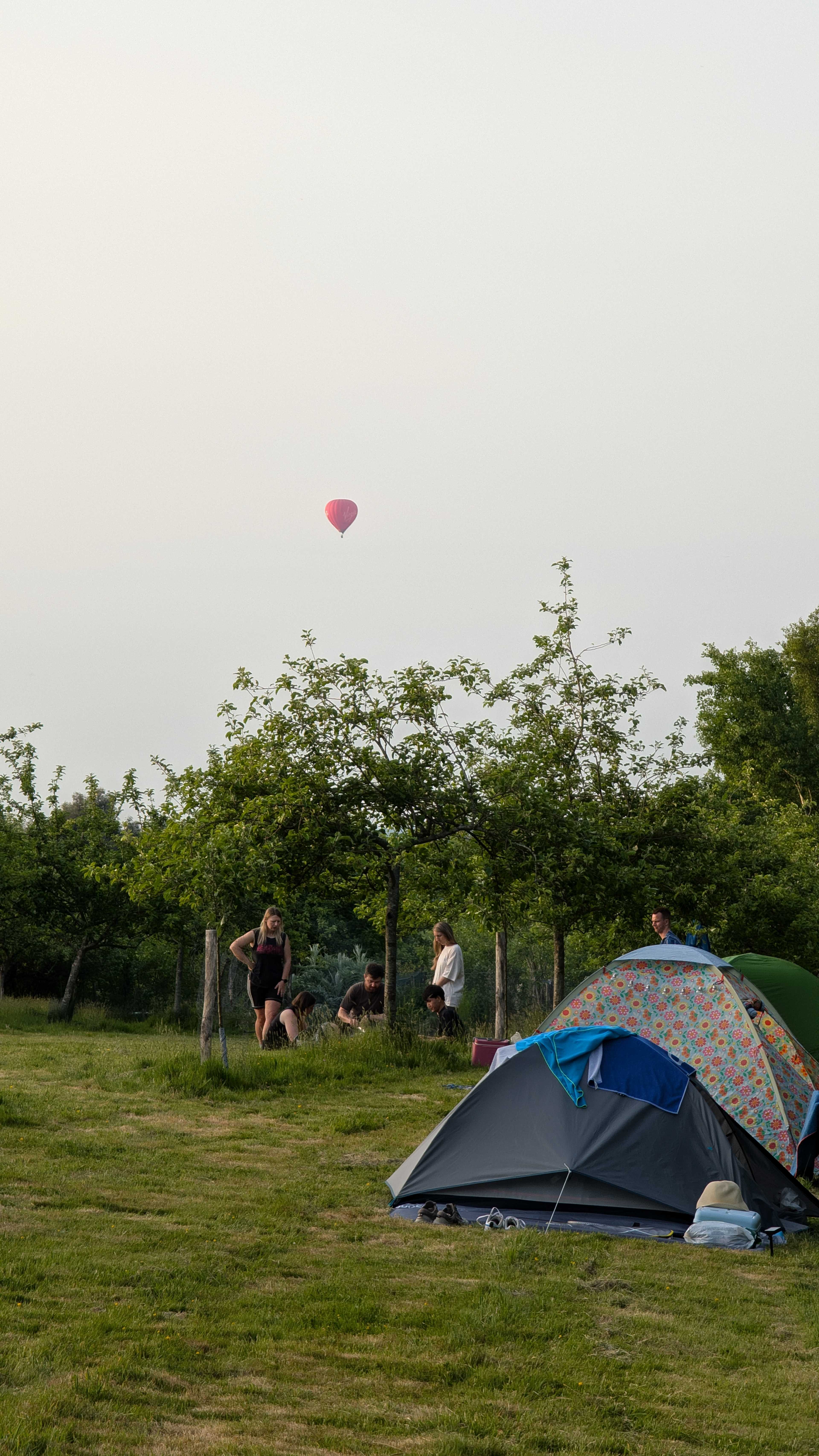 Plum Camping in May Tree Orchard
