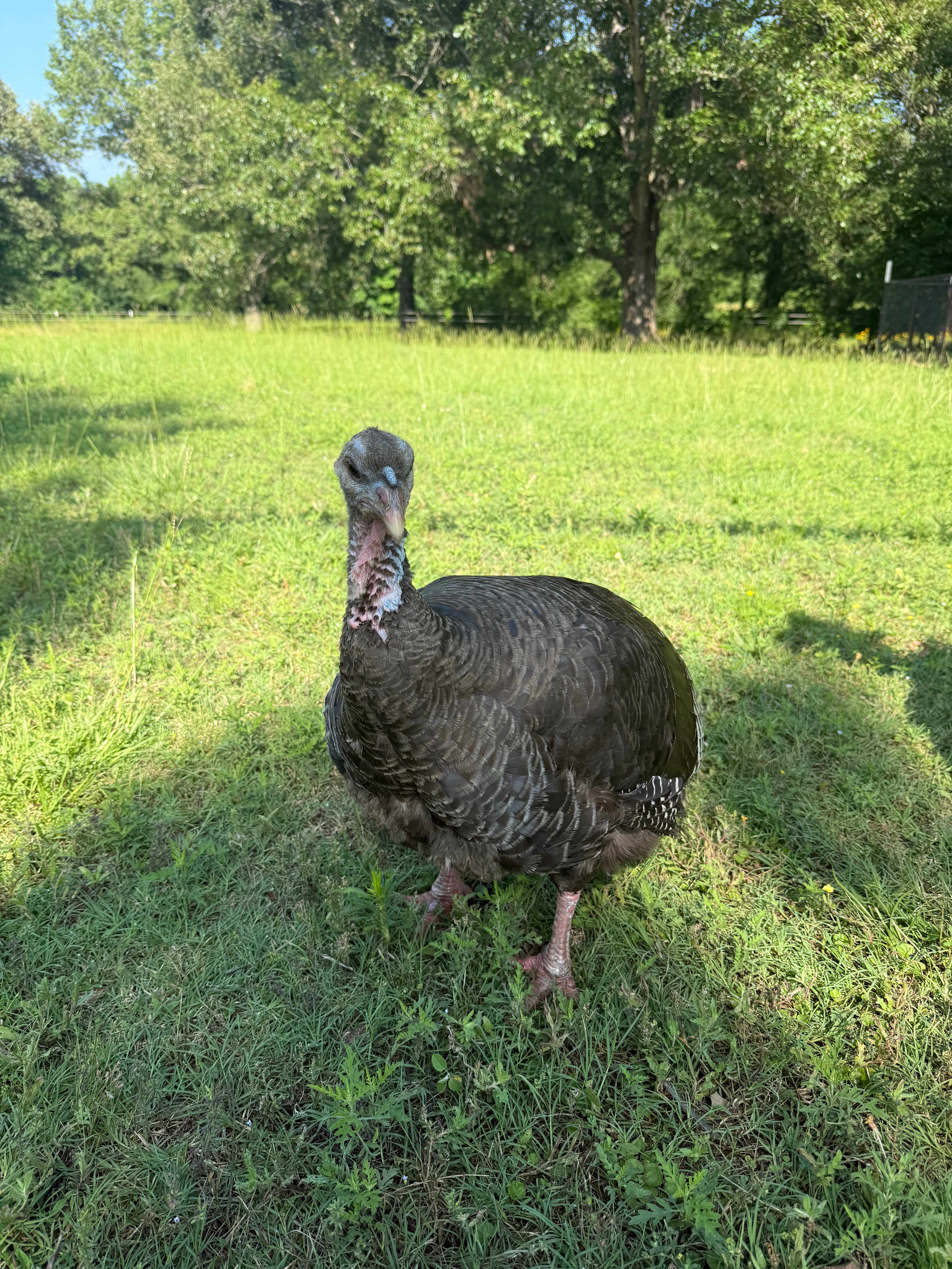Caddo Springs Farm