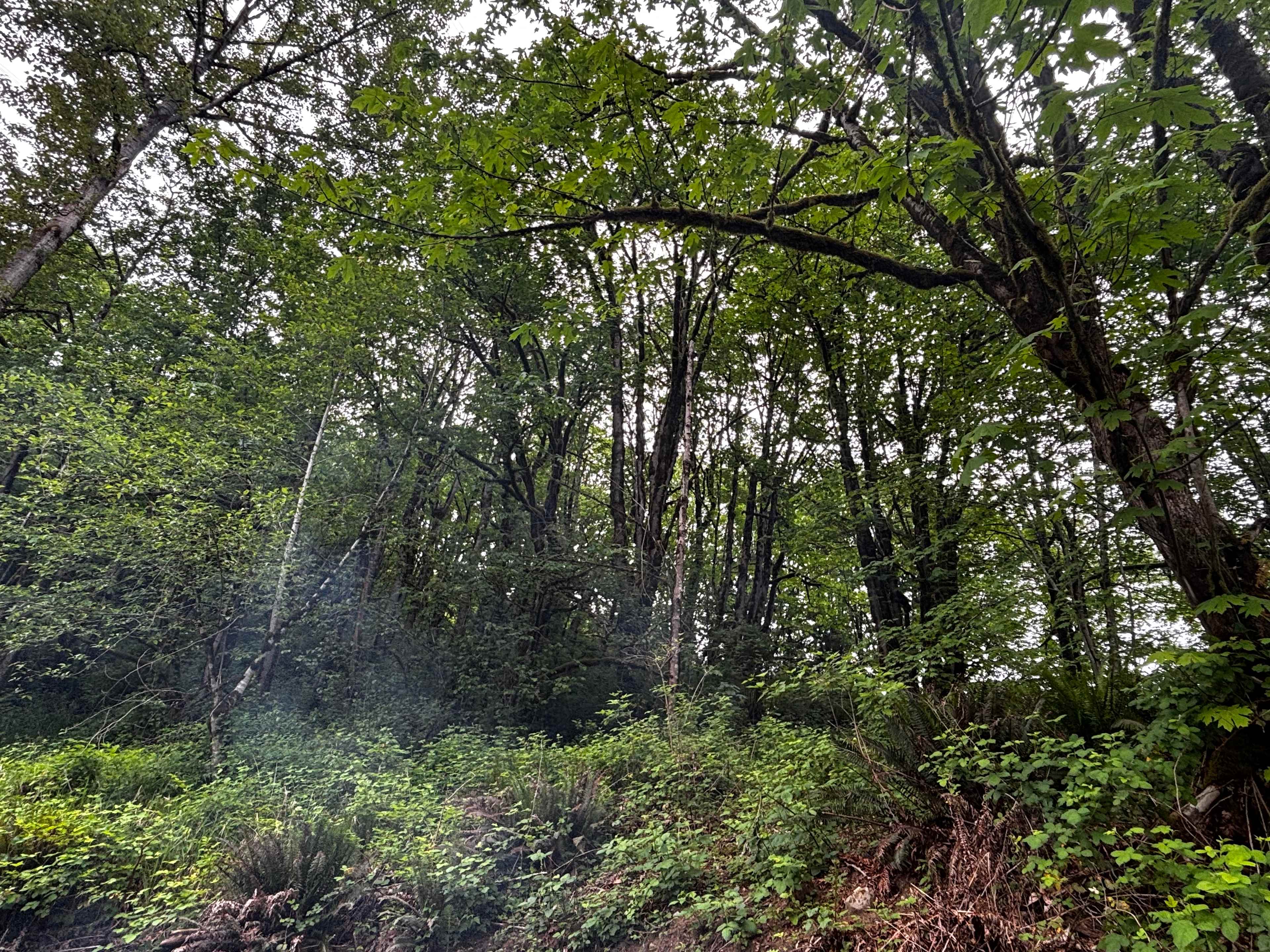 Woods Creek Under the Power Wire