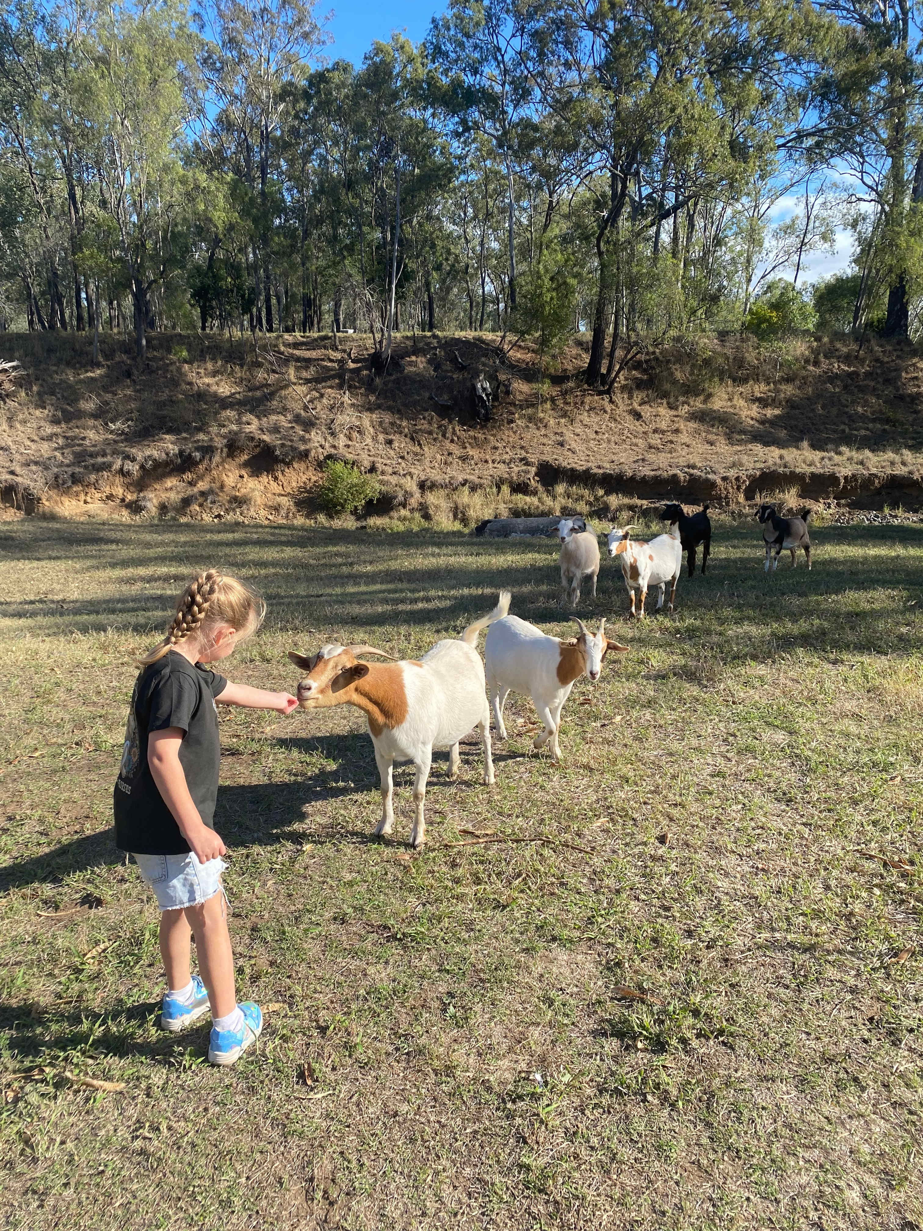 Rocky Creek Homestead