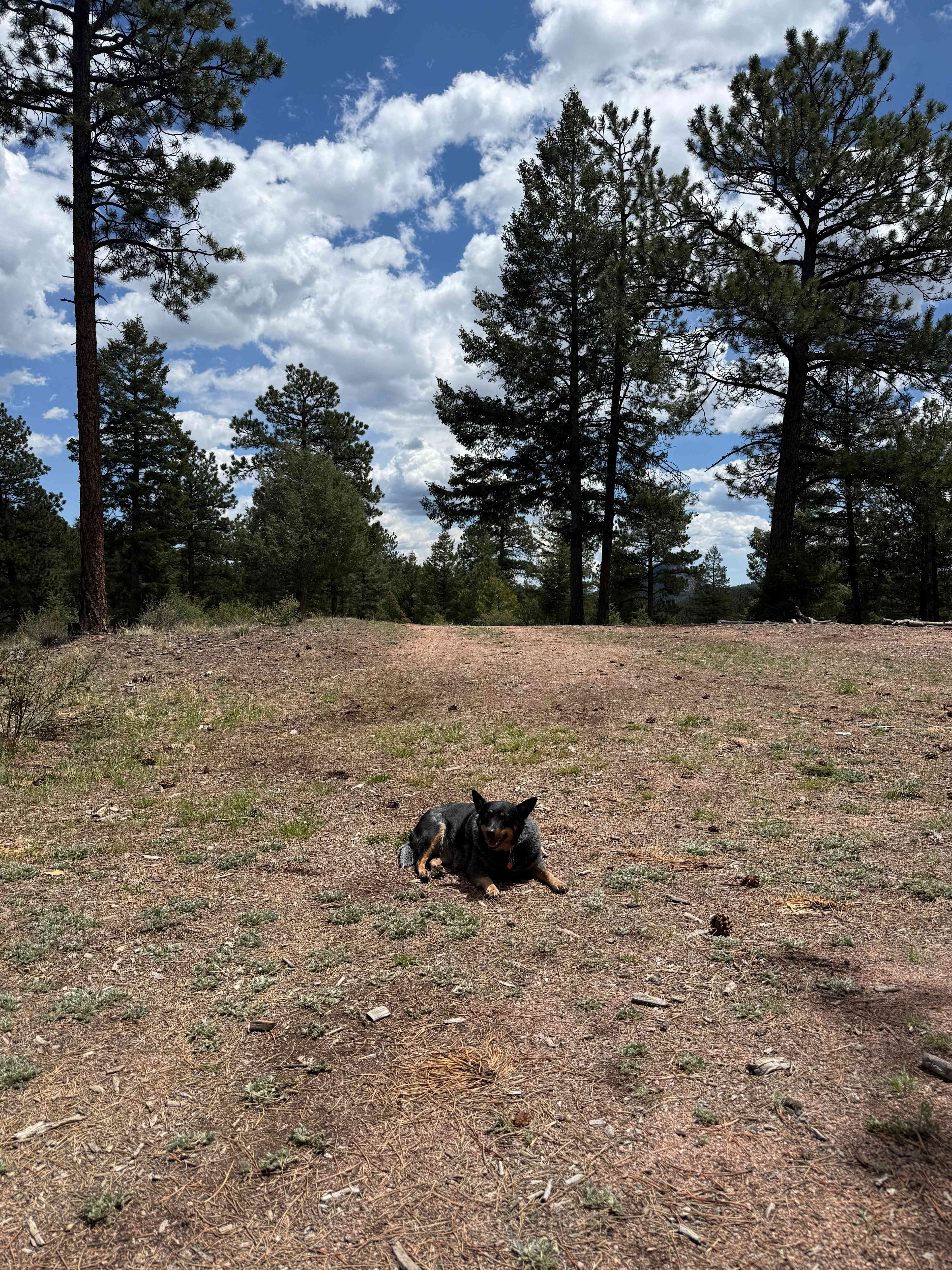 Doggos loved it 