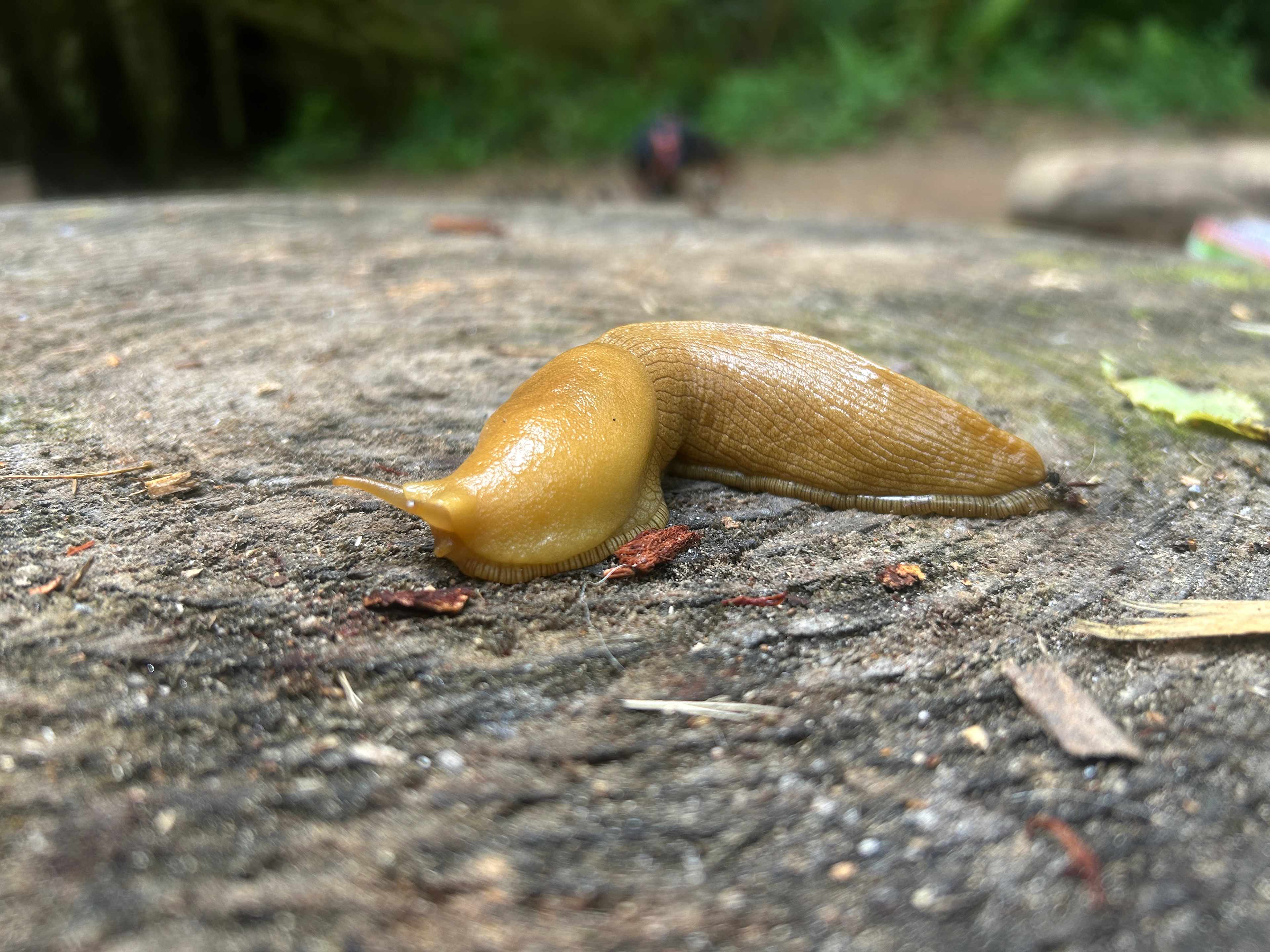 Bonus, you see these cute little guys from time to time