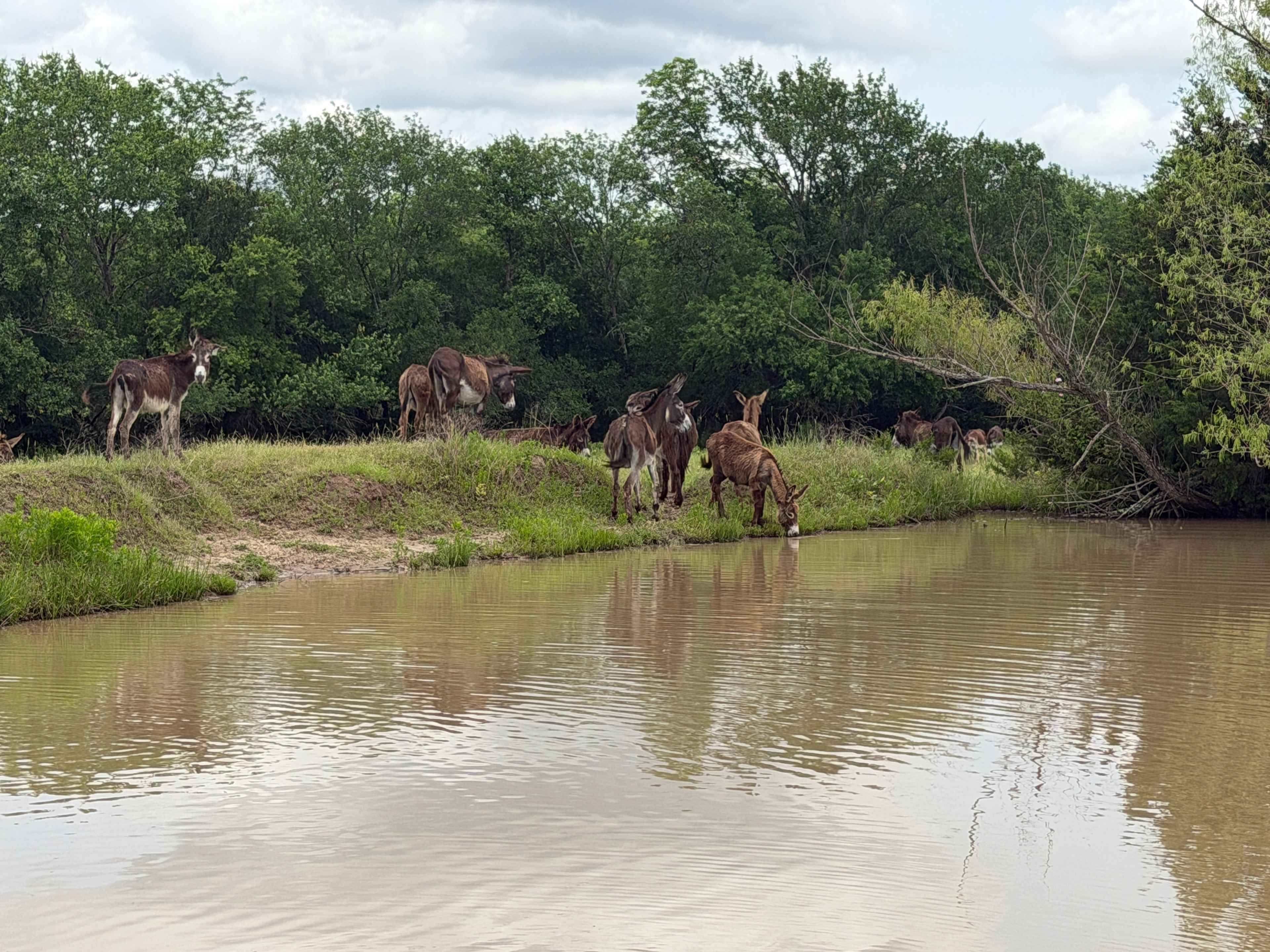 Sleep Under the Pecan Trees