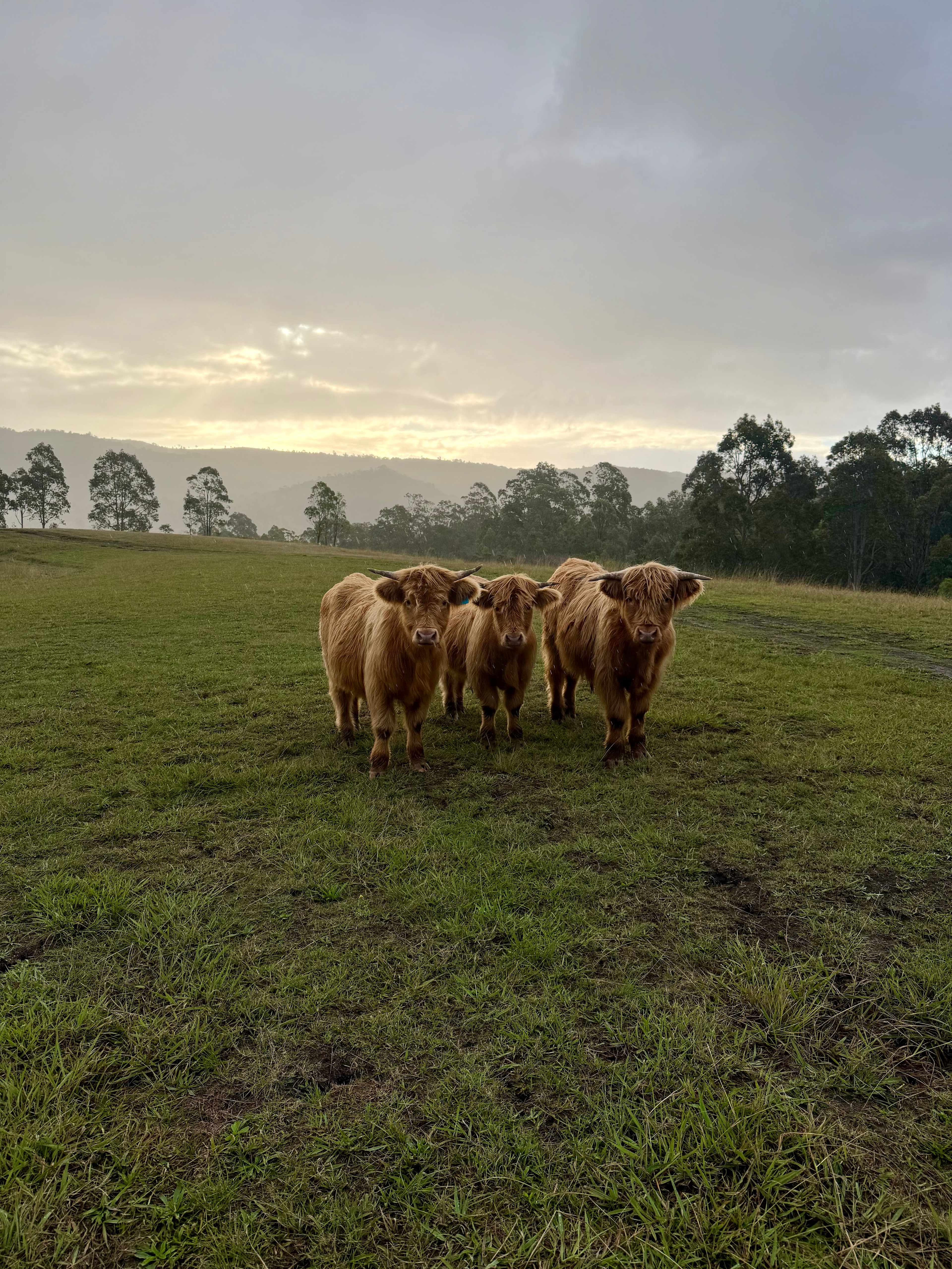Halacal Farm