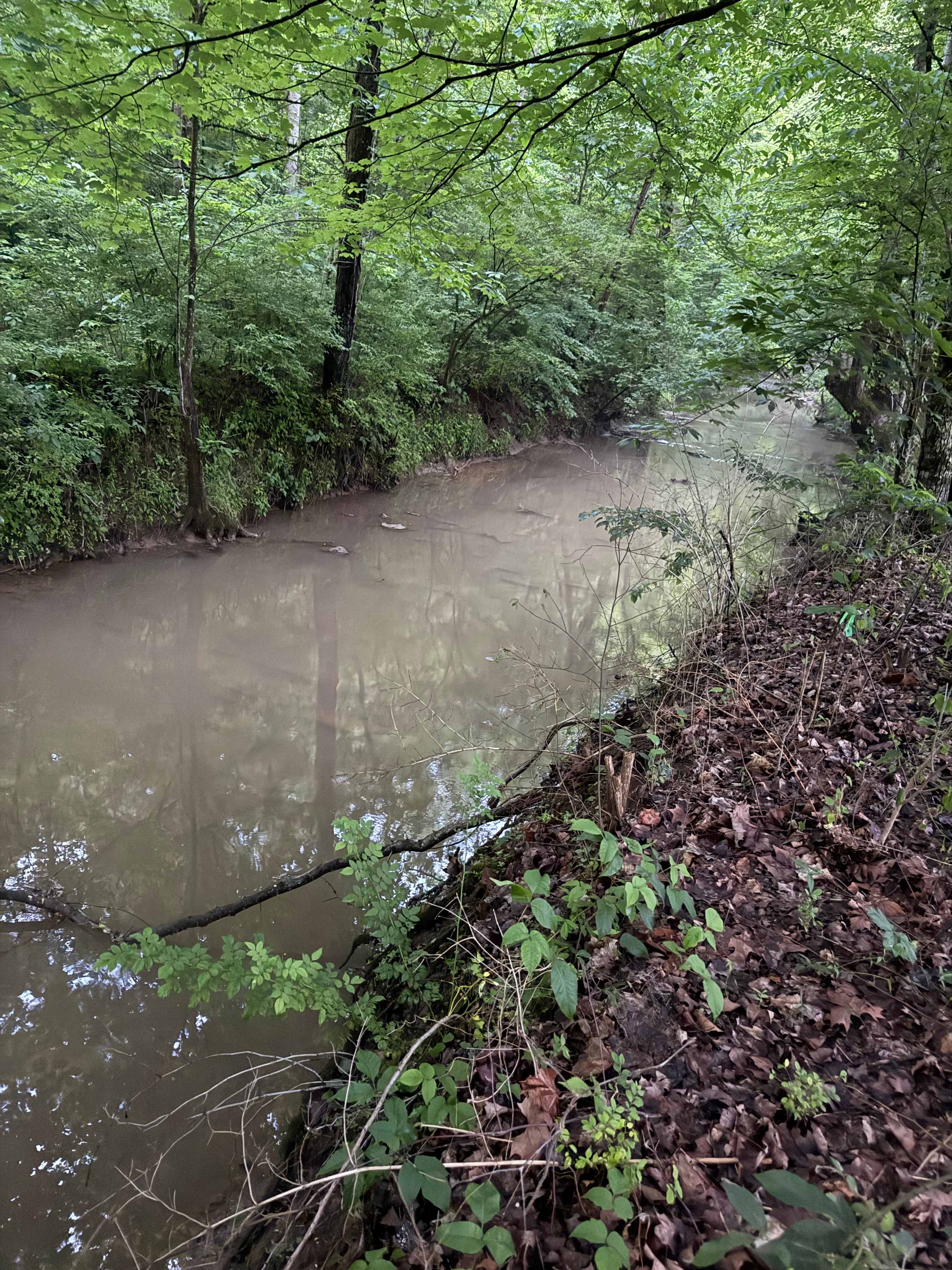 Creek behind the site