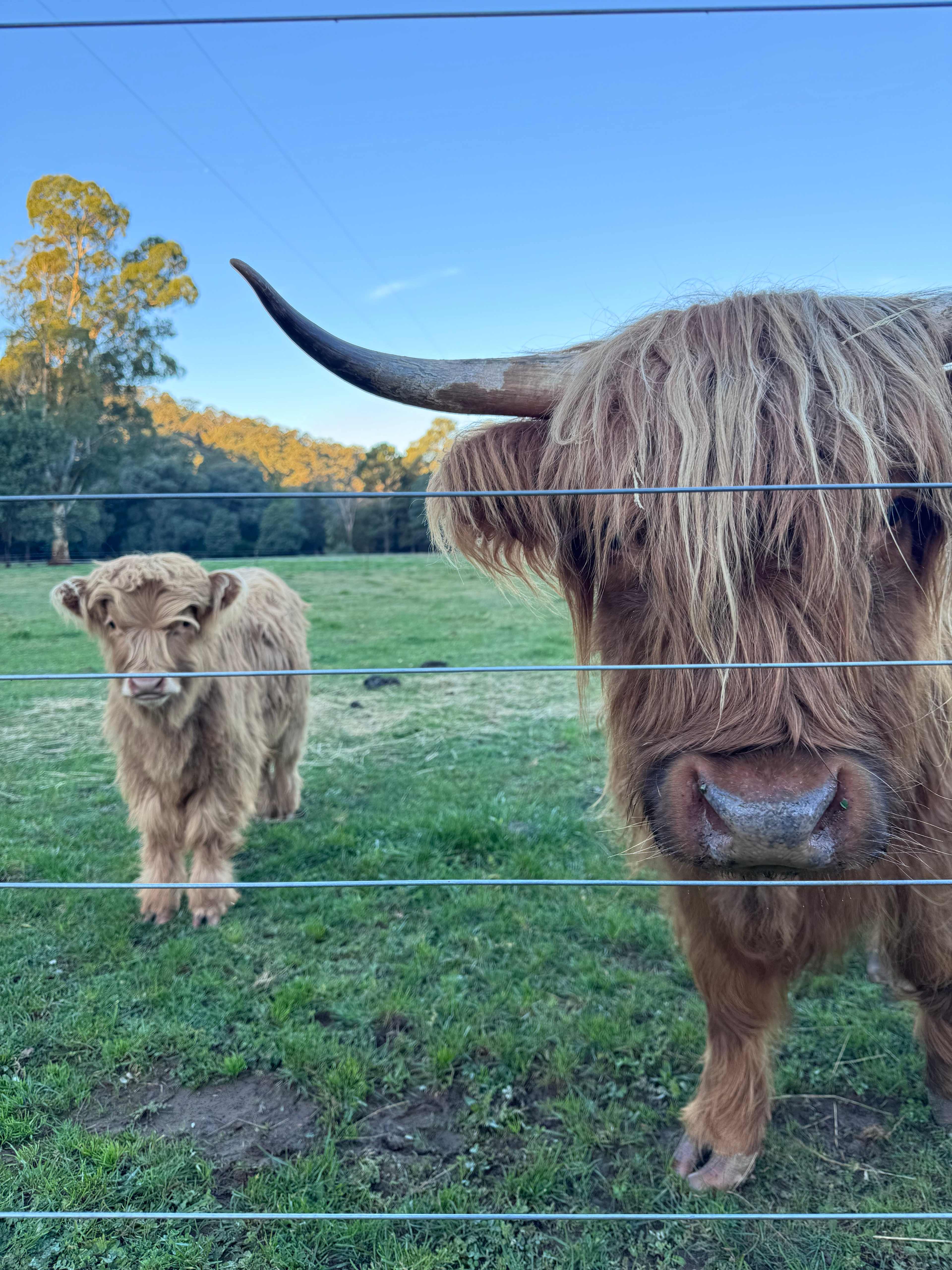 Galea Ranch