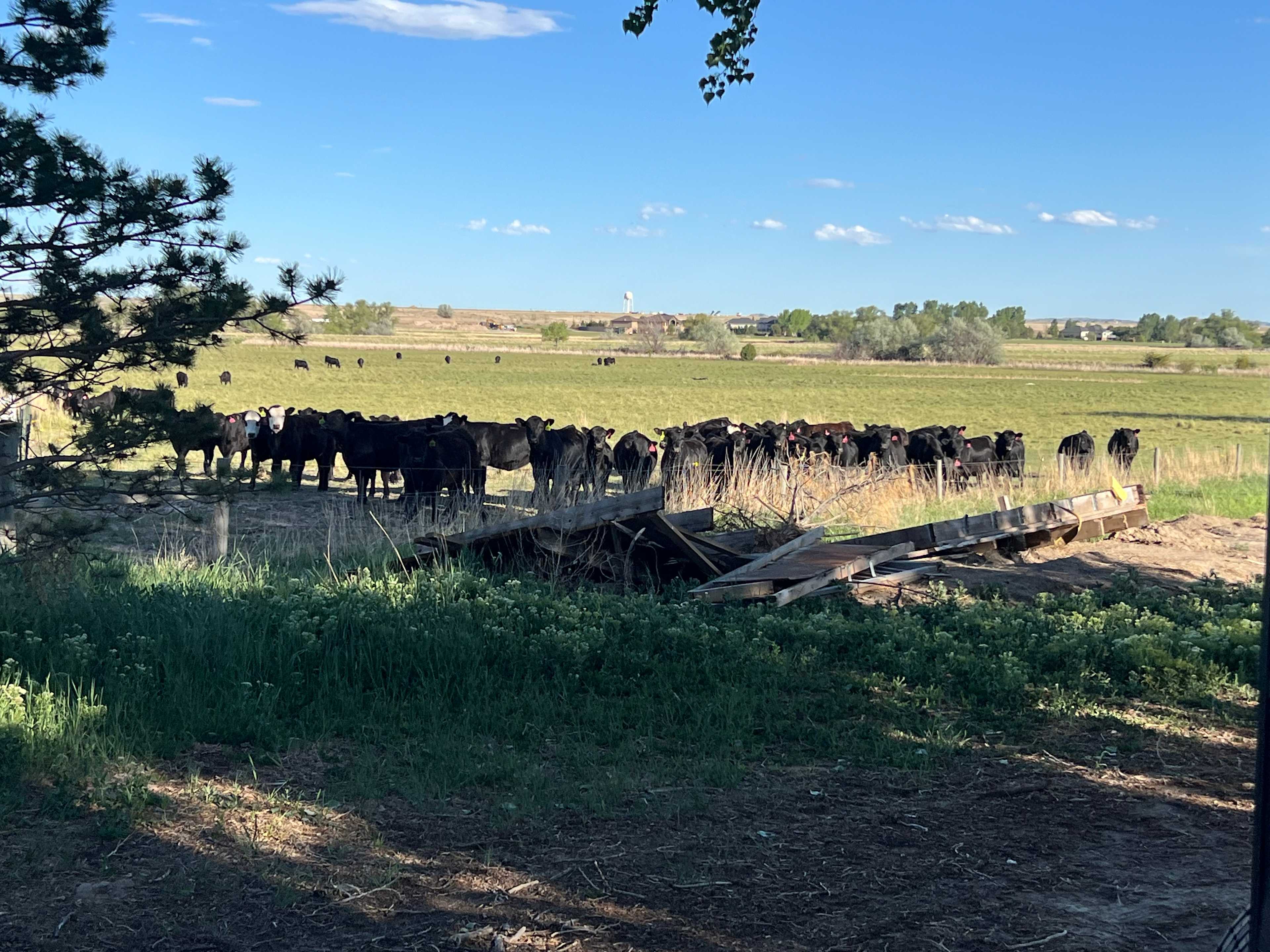 We felt like we were the first v for the cows. They were still there when we got up the next morning. 