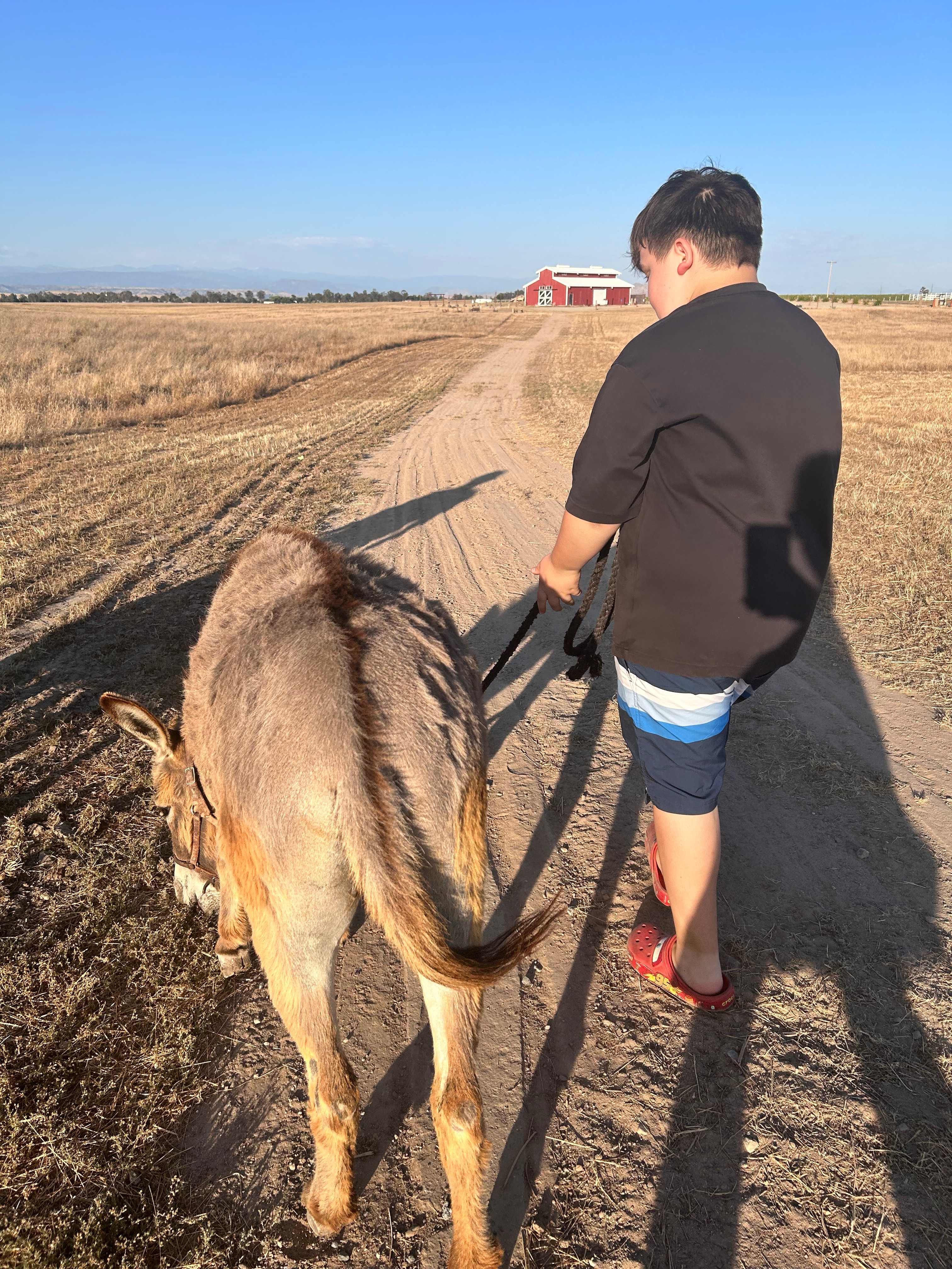 Walking Gracie to the barn for her evening walk