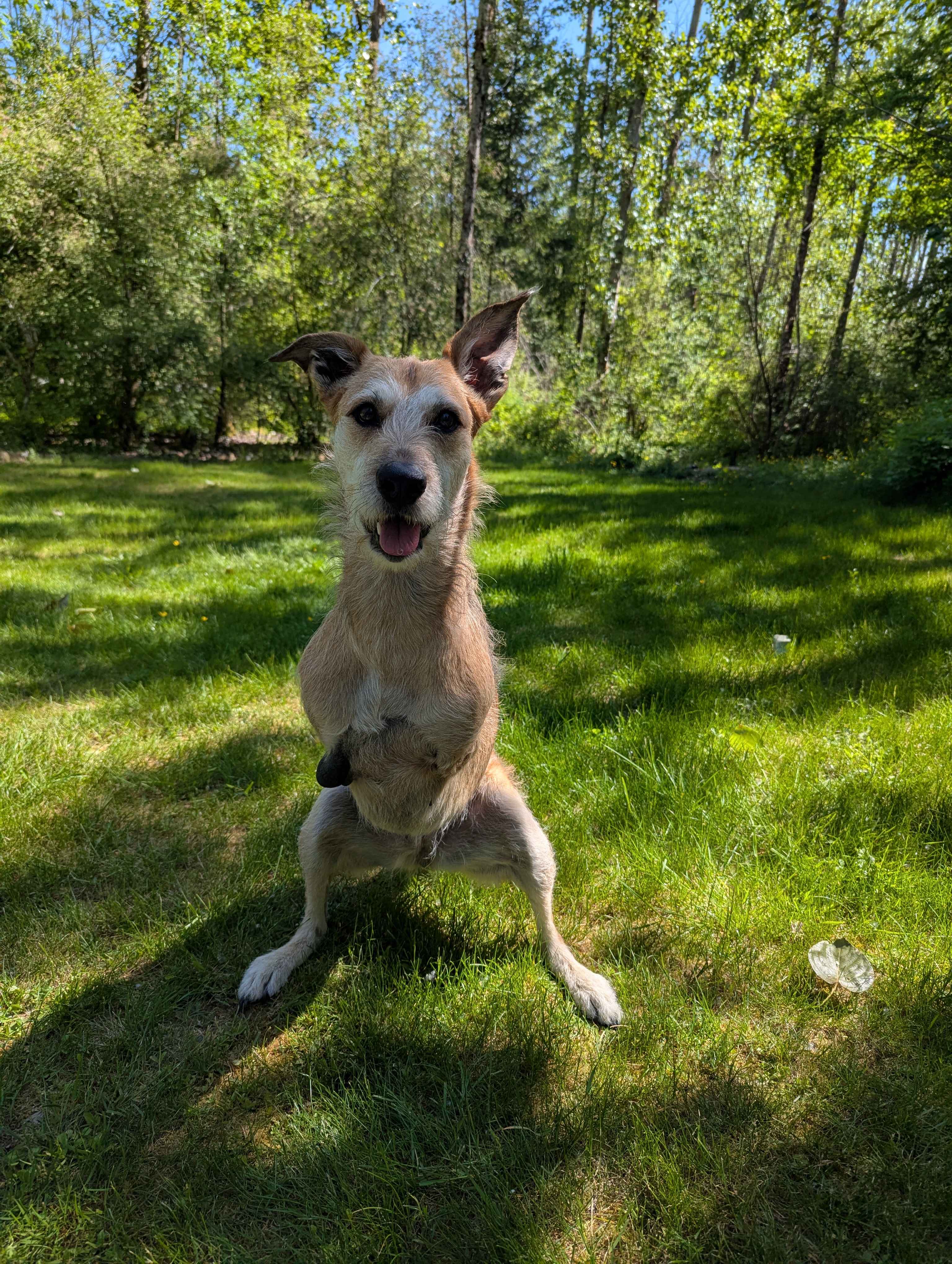 Happy dances from Millie