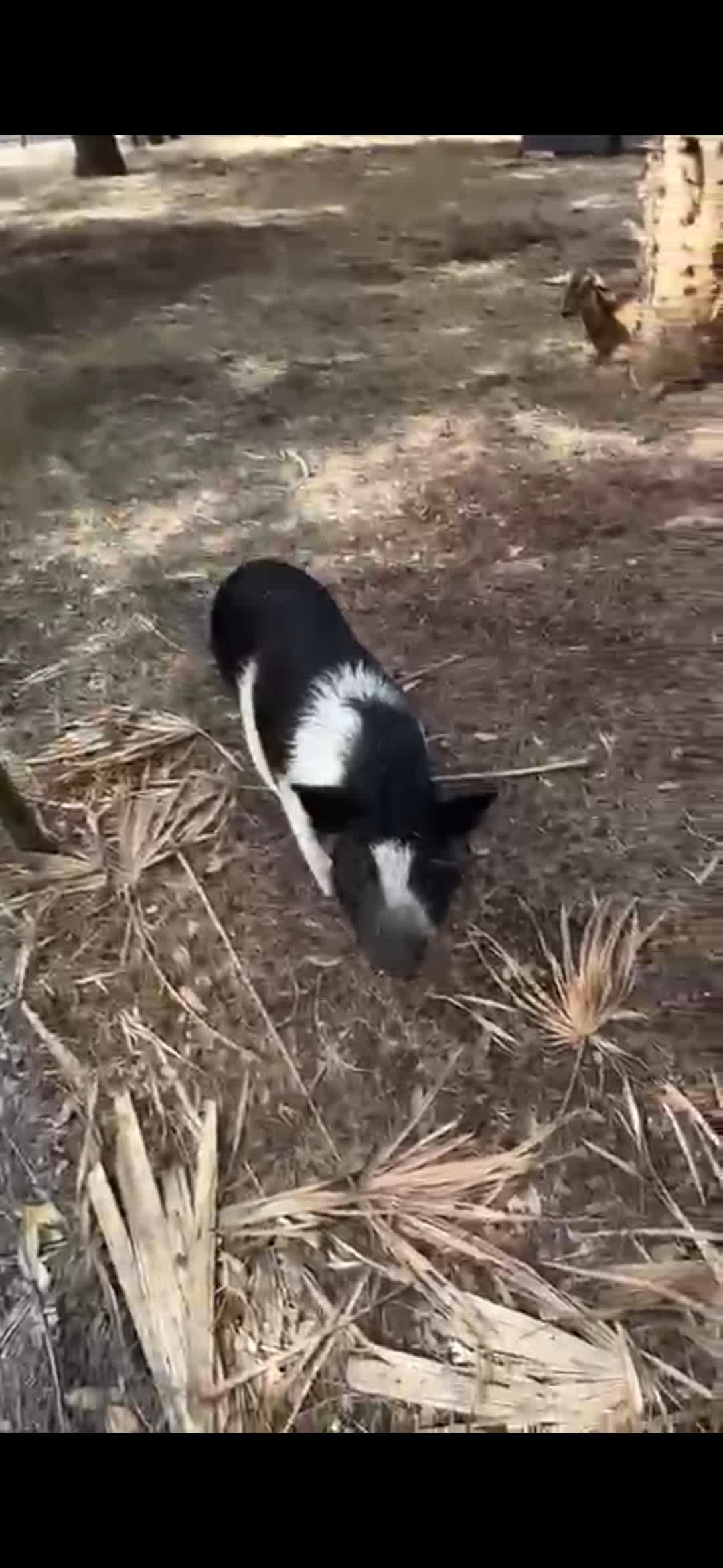 True Trail Farm