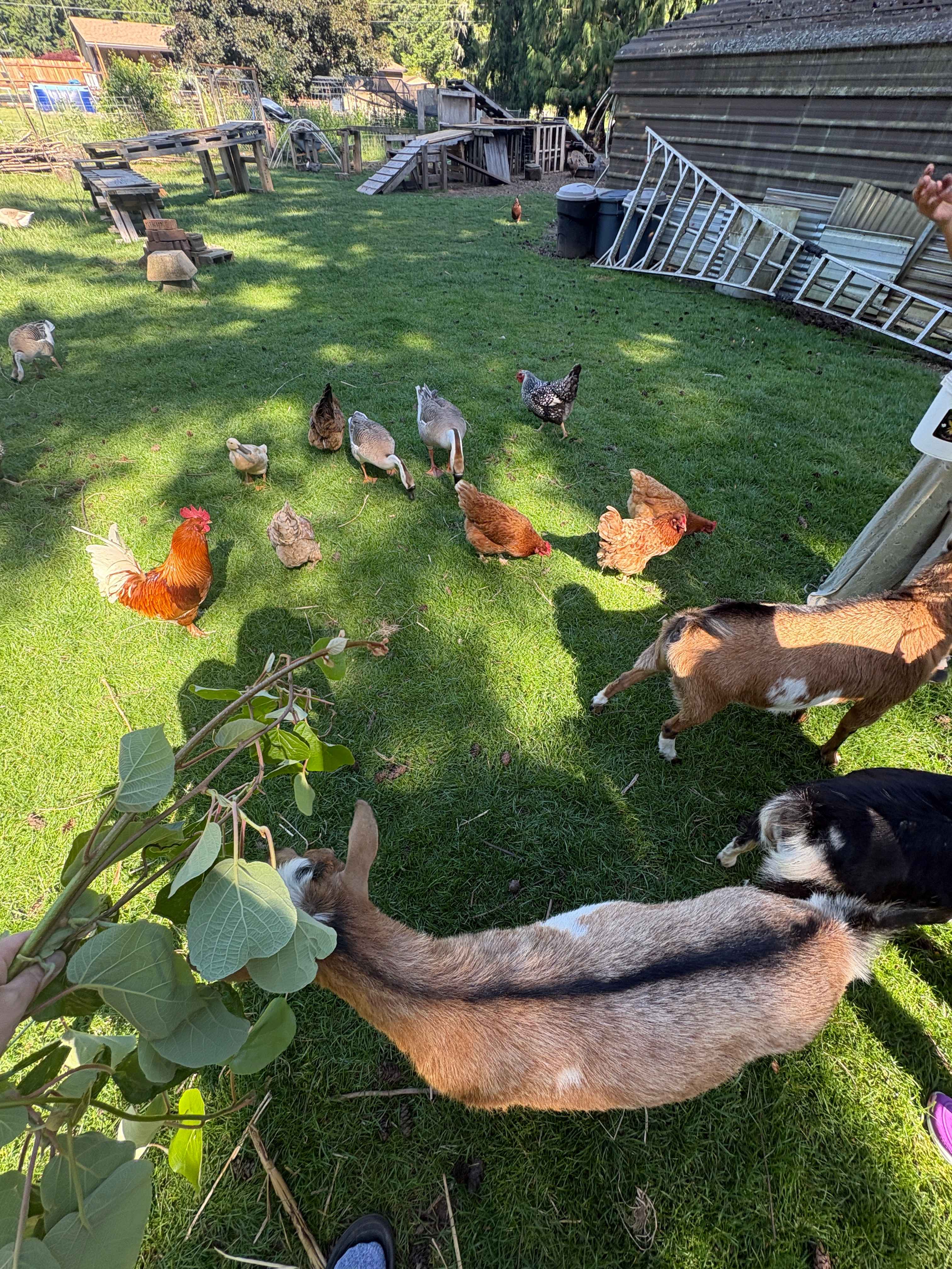 Animal feeding add on 