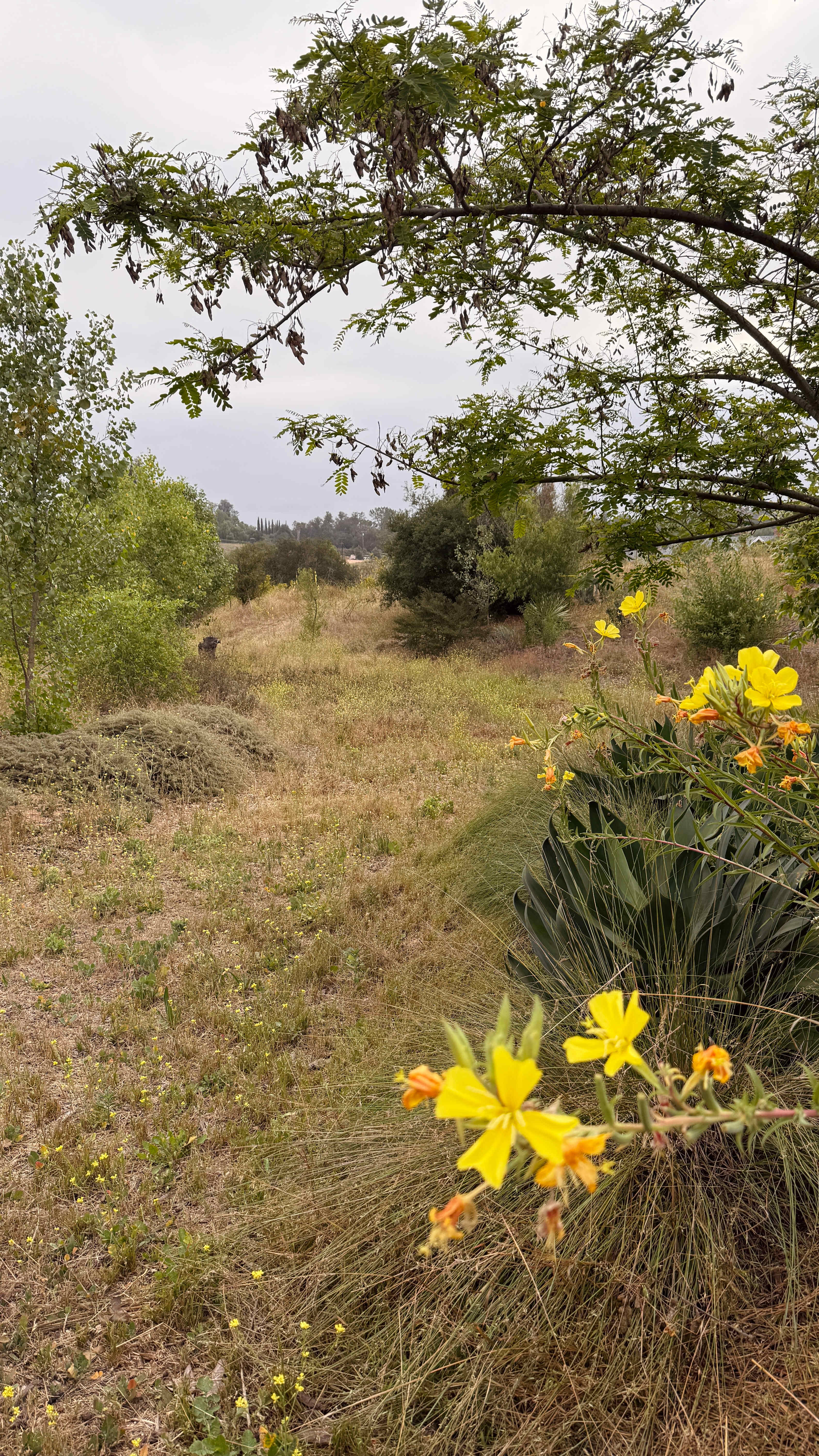 Campo Nopalito