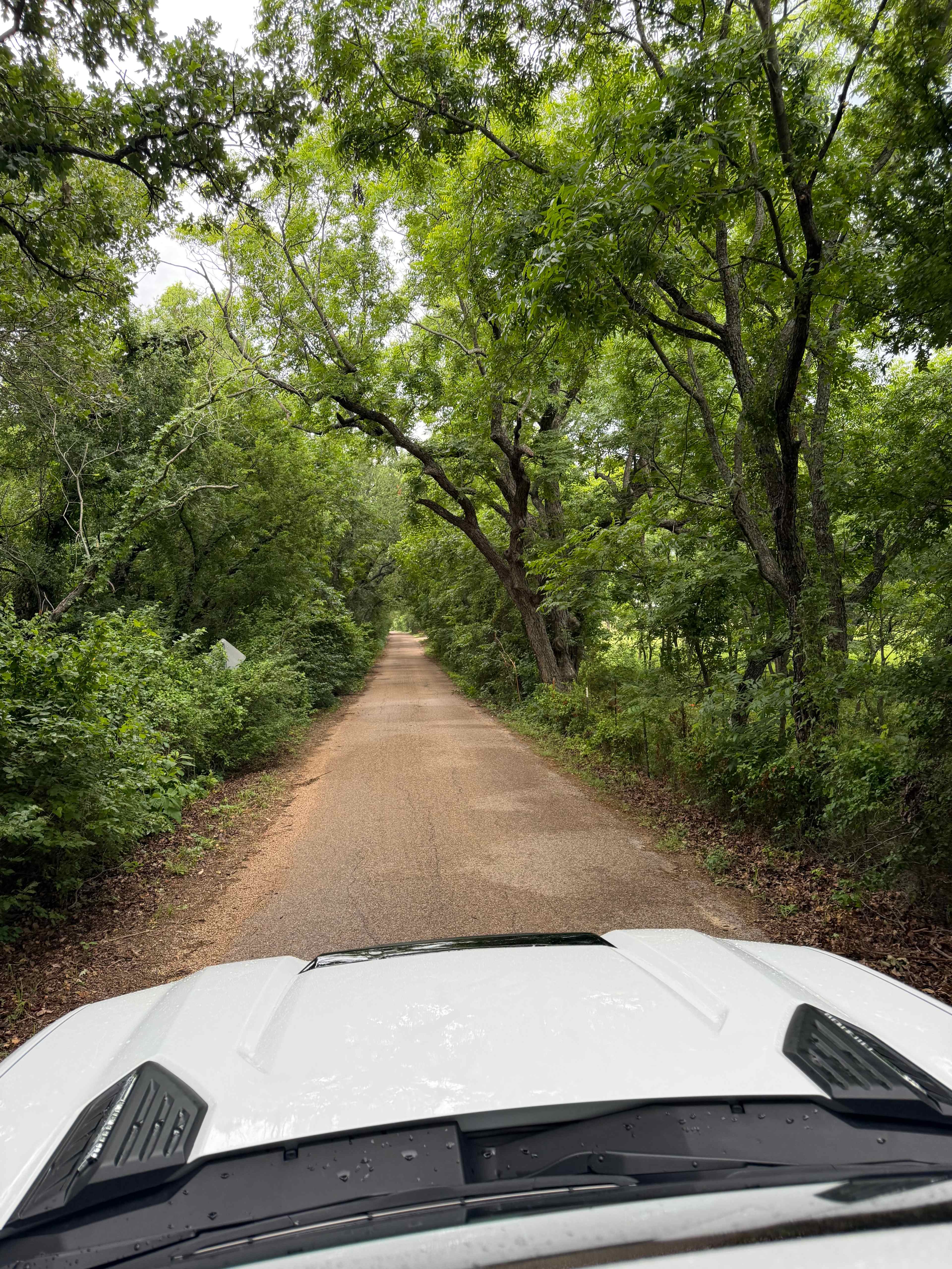 Tree canopy coming in