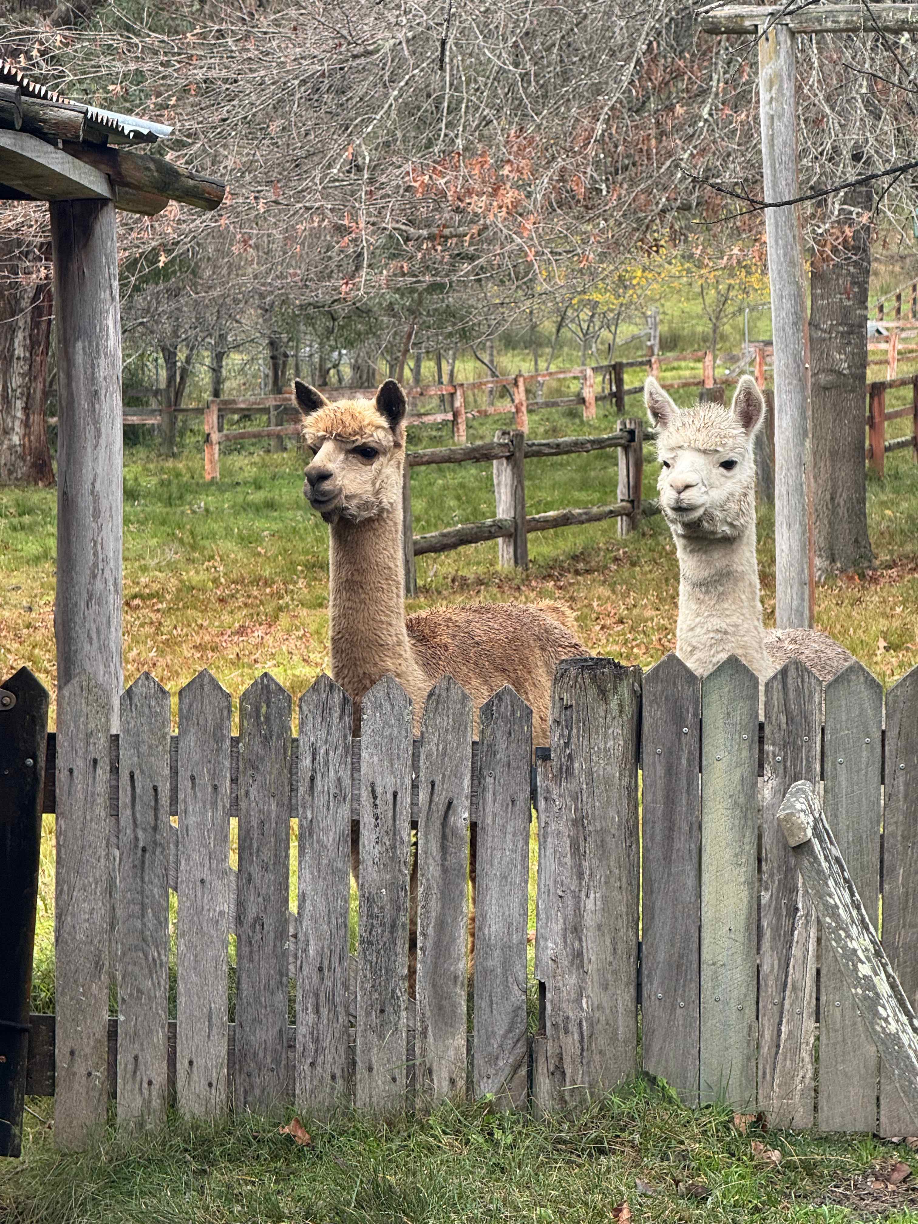 Megalong Valley Farm