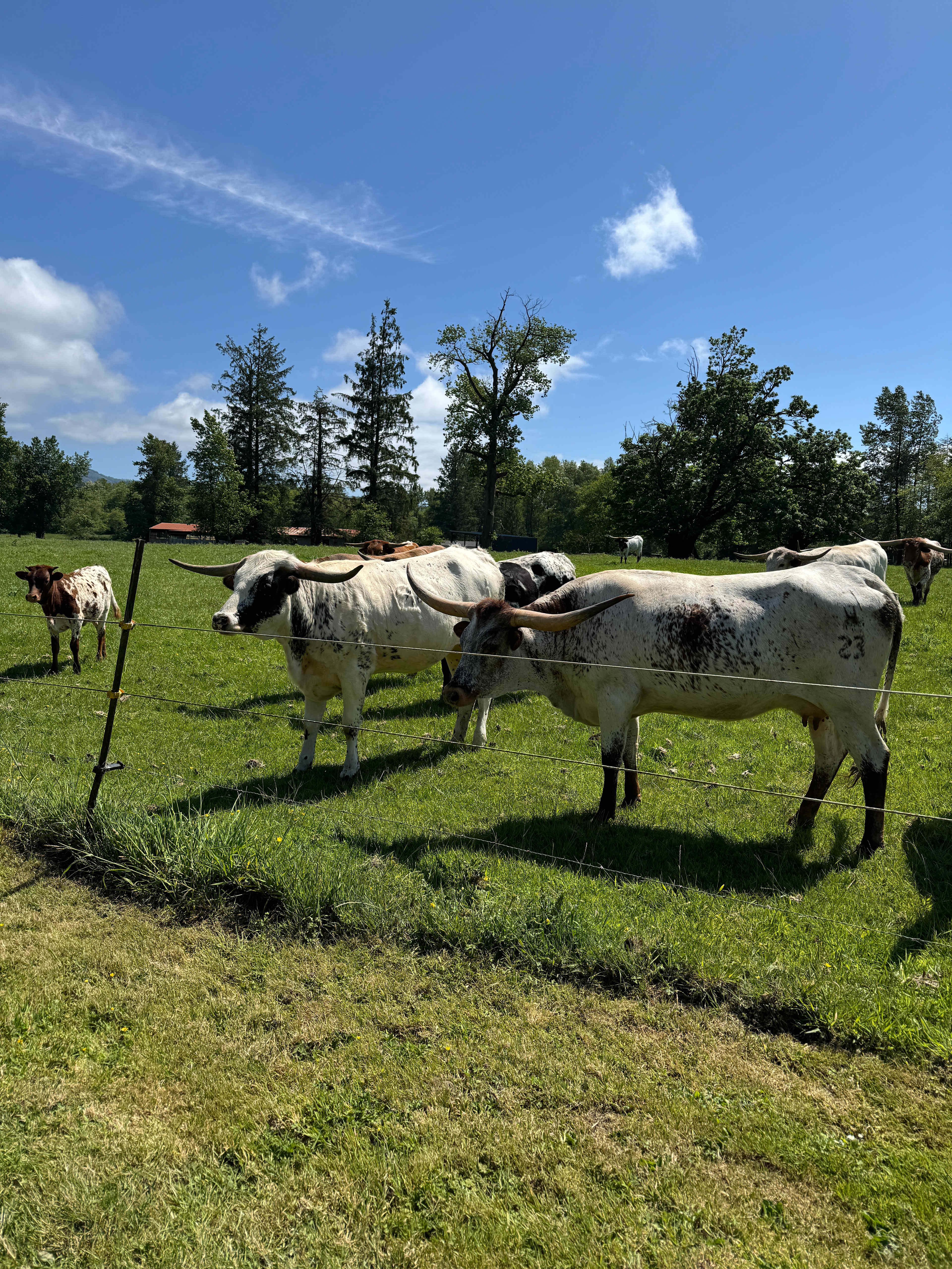 RC Larson Longhorn Ranch