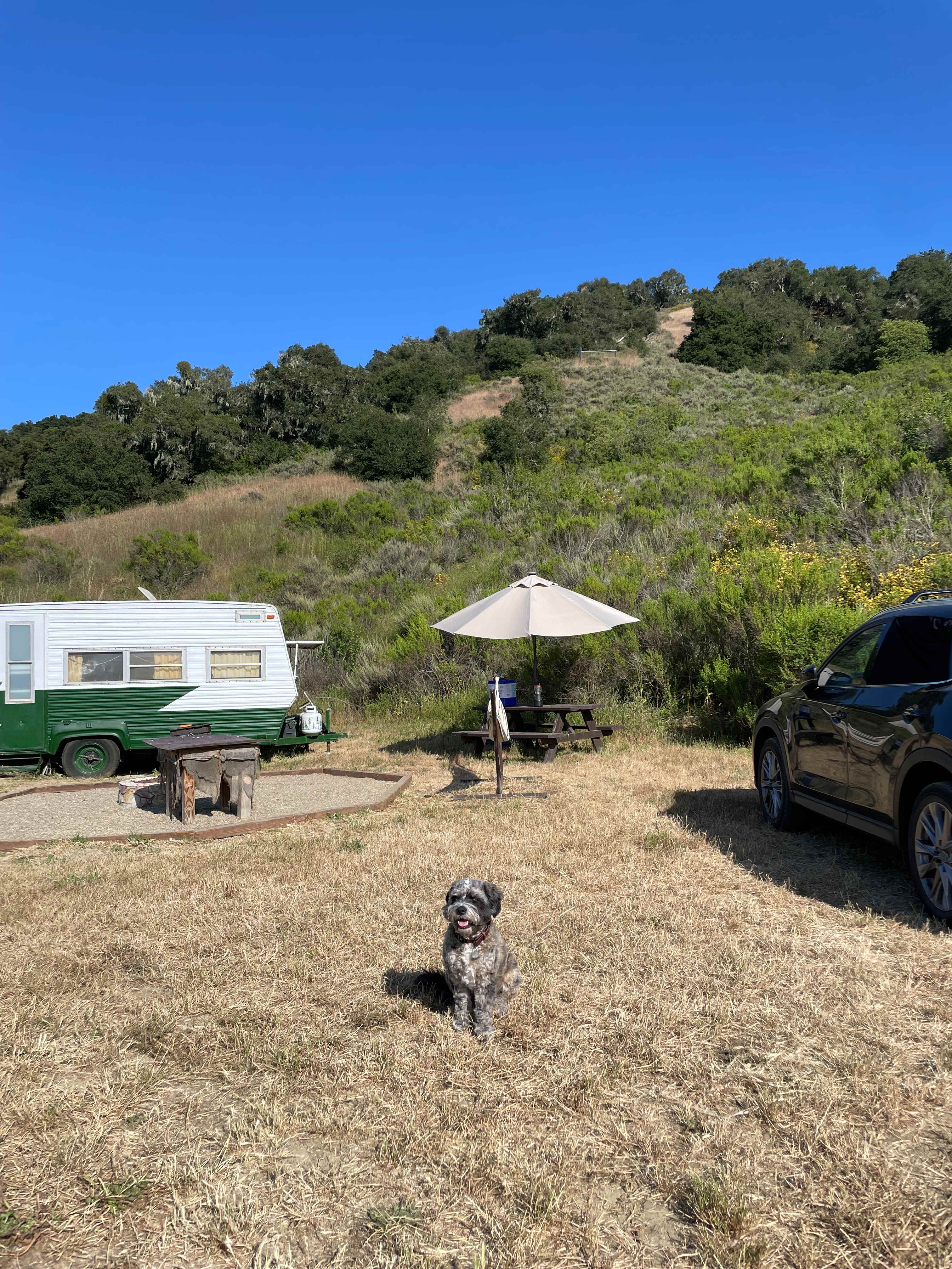 Freedog Farms @ Cactus Flower Ranch