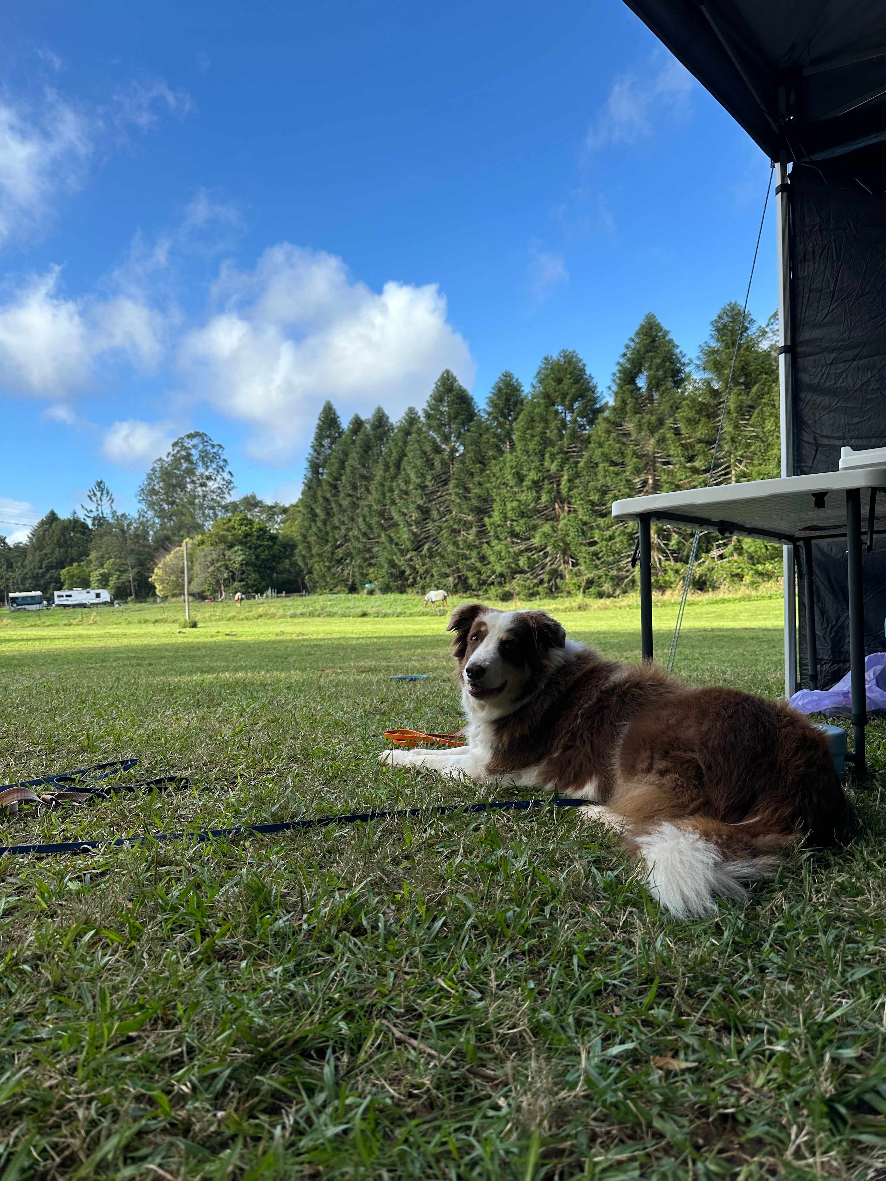 Rowlands Creek Camp Area
