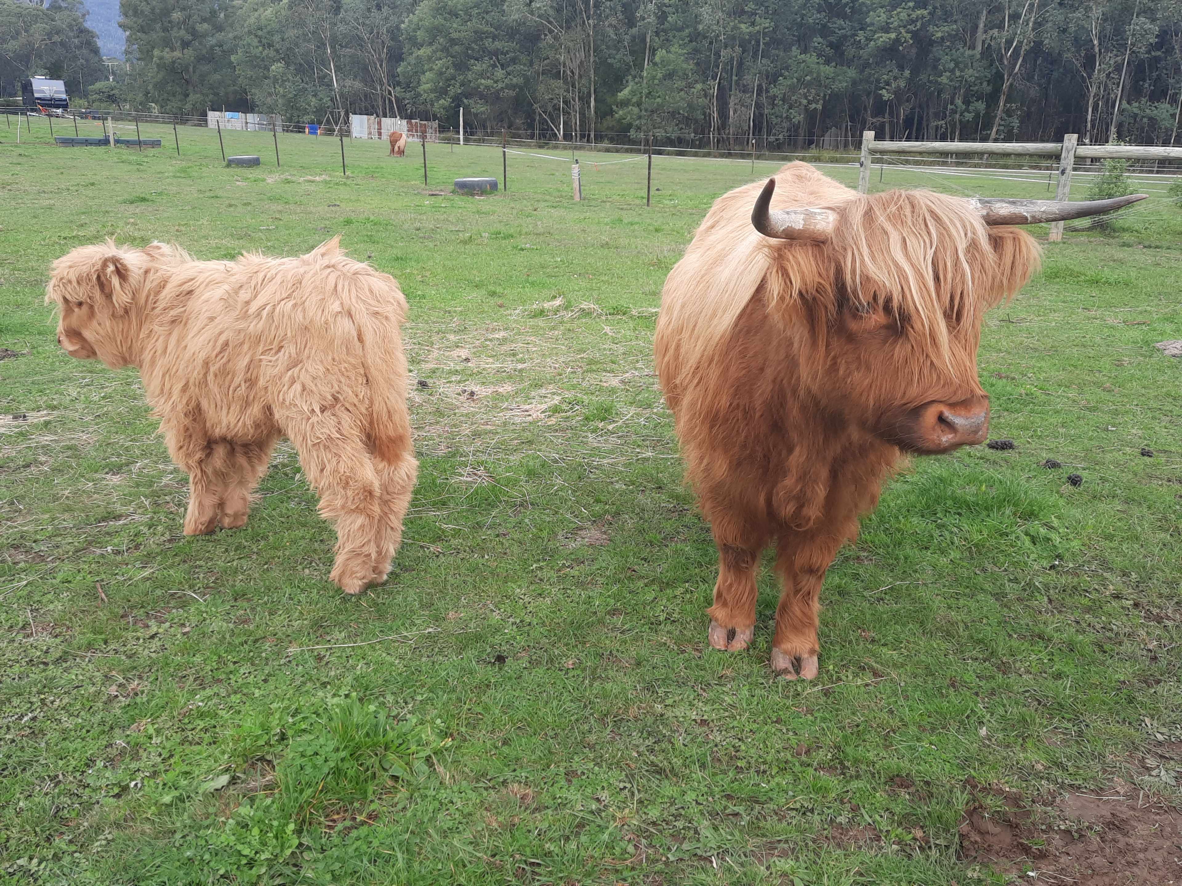 Galea Ranch