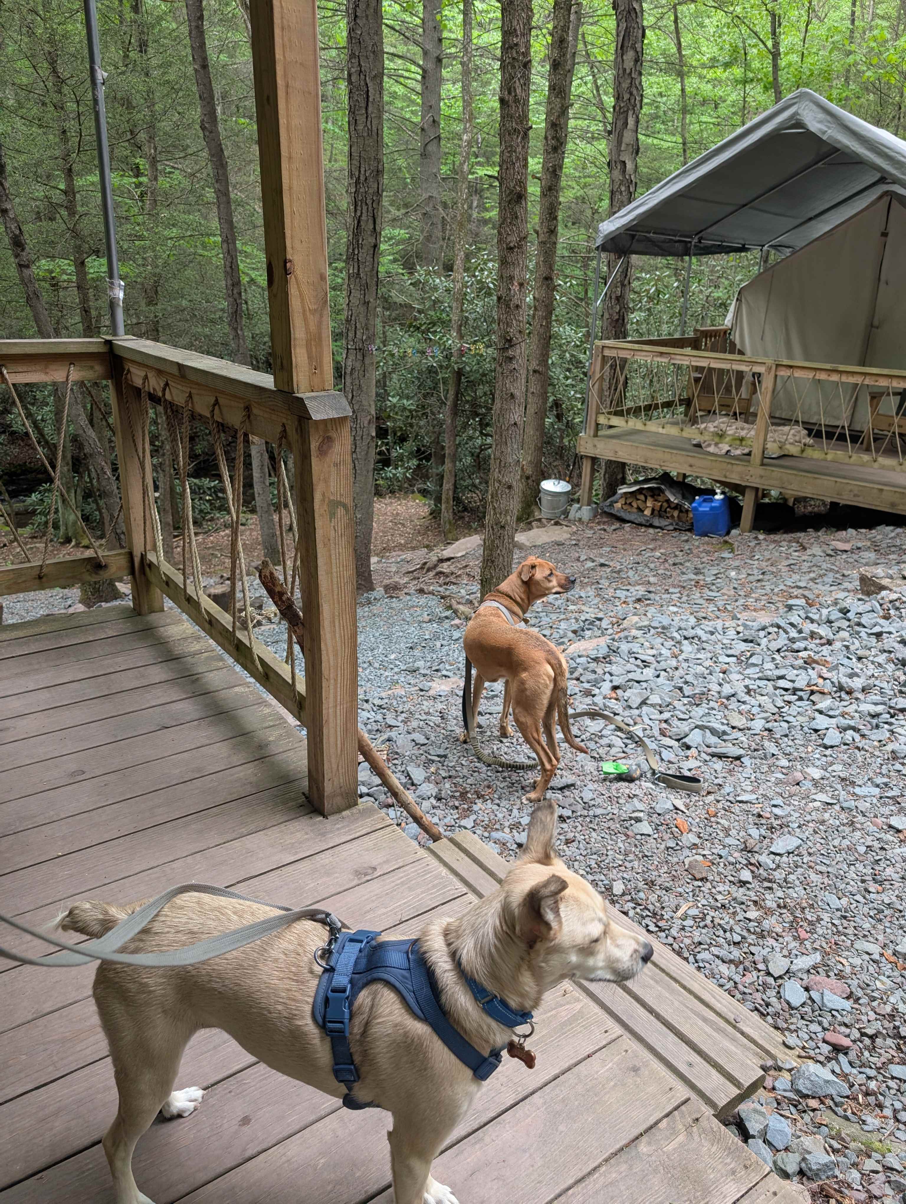 Camp Dietrich on Bear Creek