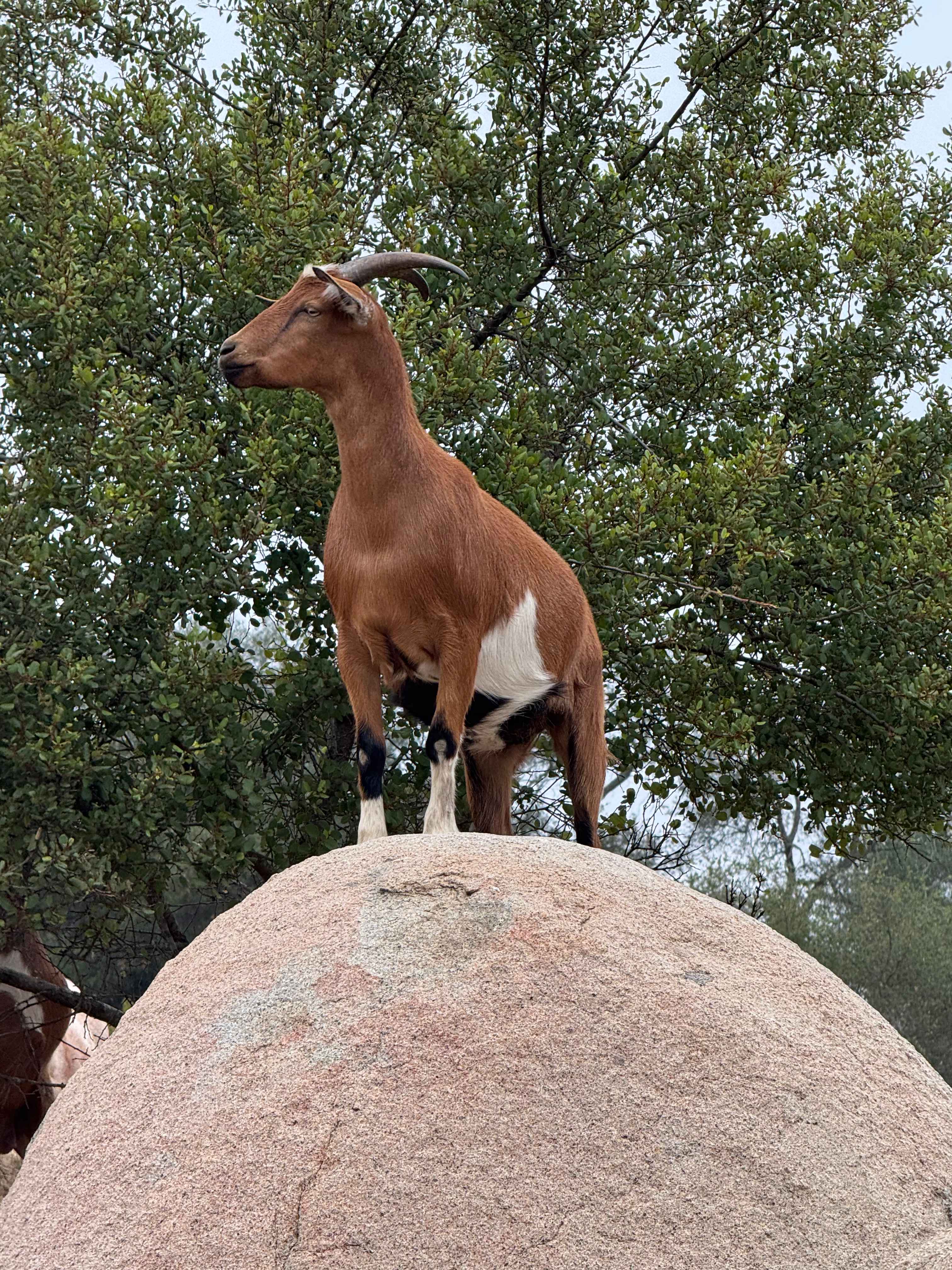 Splitrock Farm and Retreat