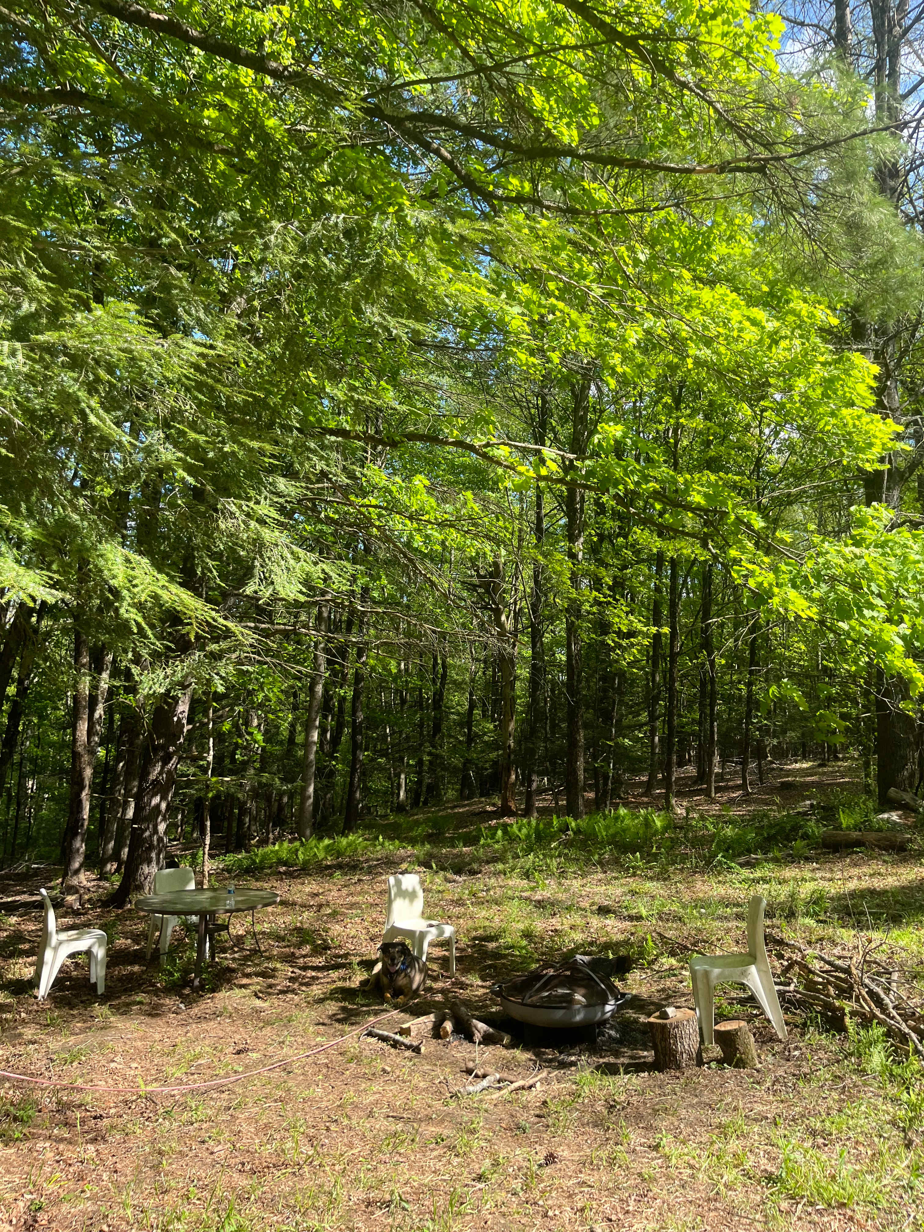 Picture of the site