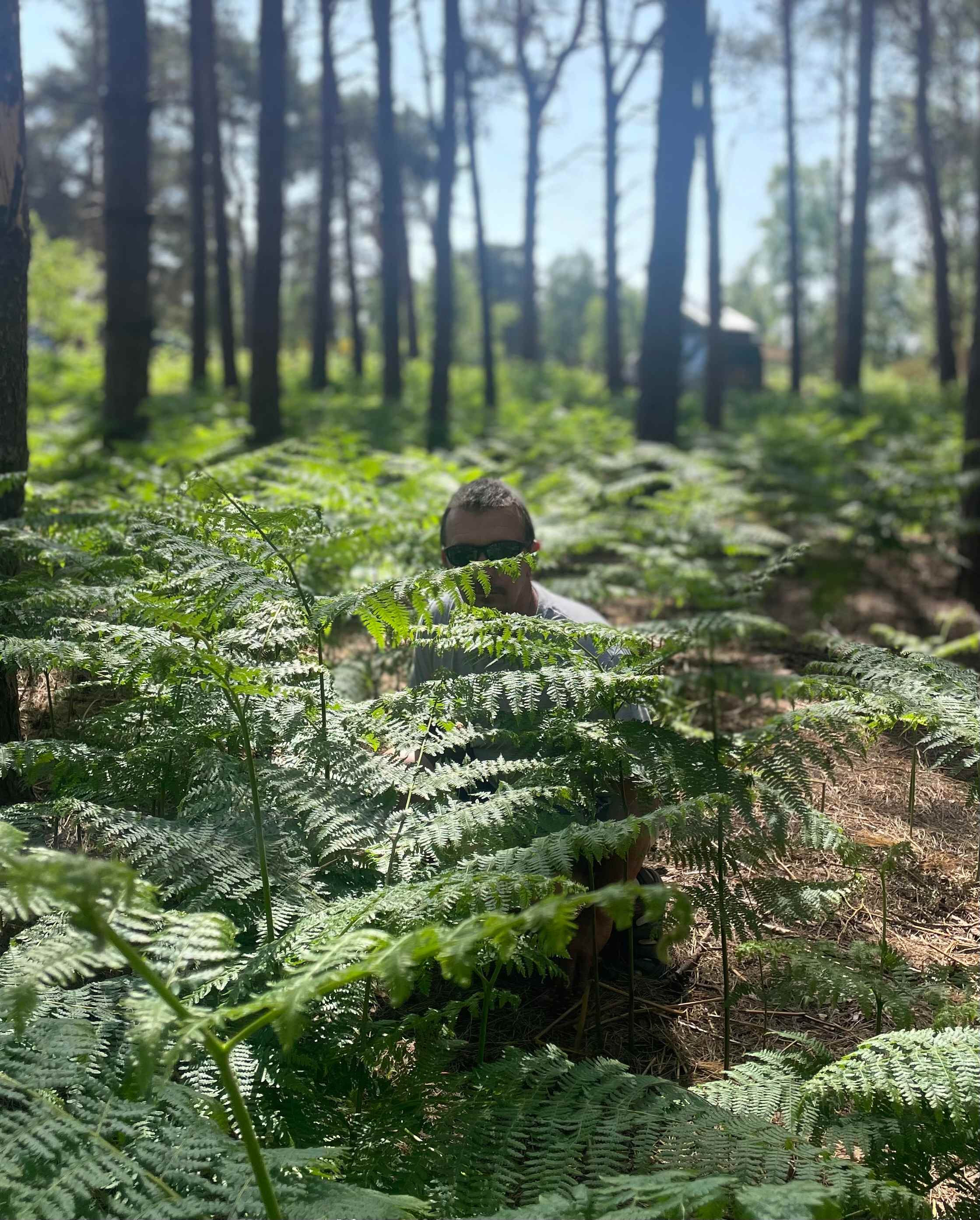 Holistic Woods Wild Campsite
