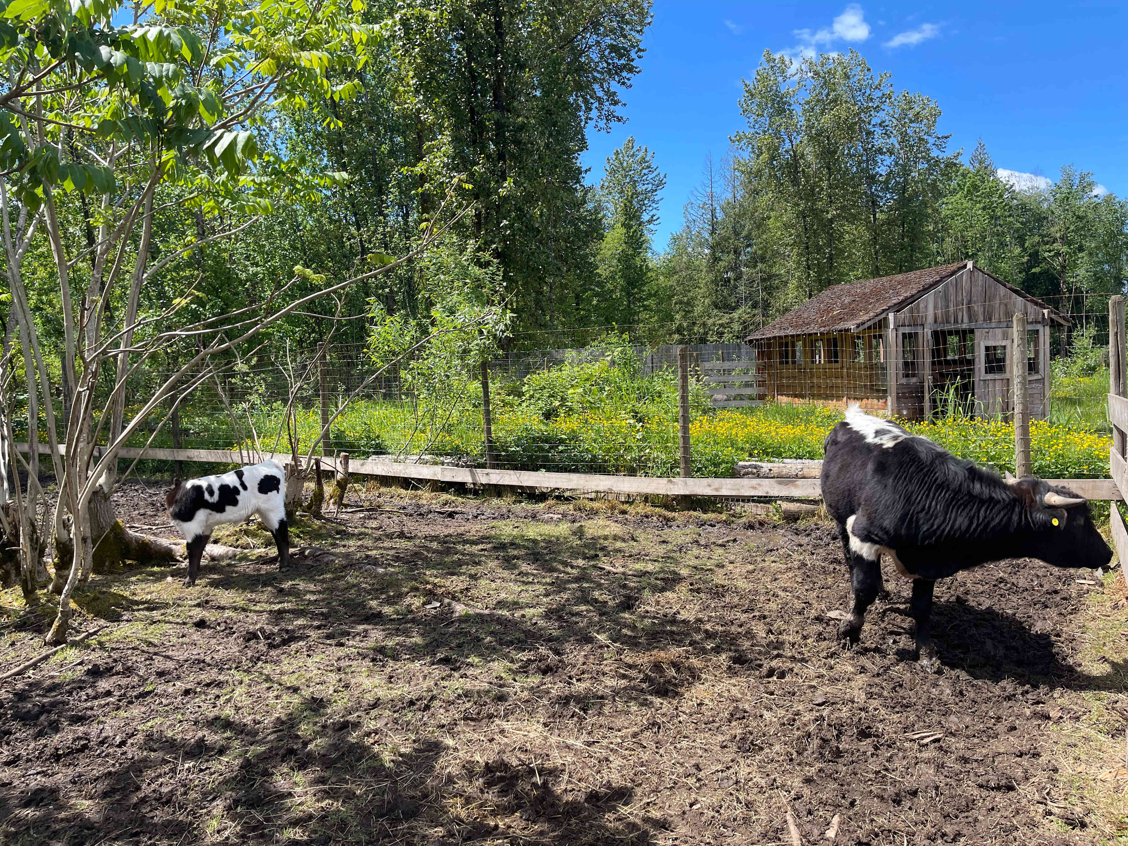 Meadows Family Farm Ltd