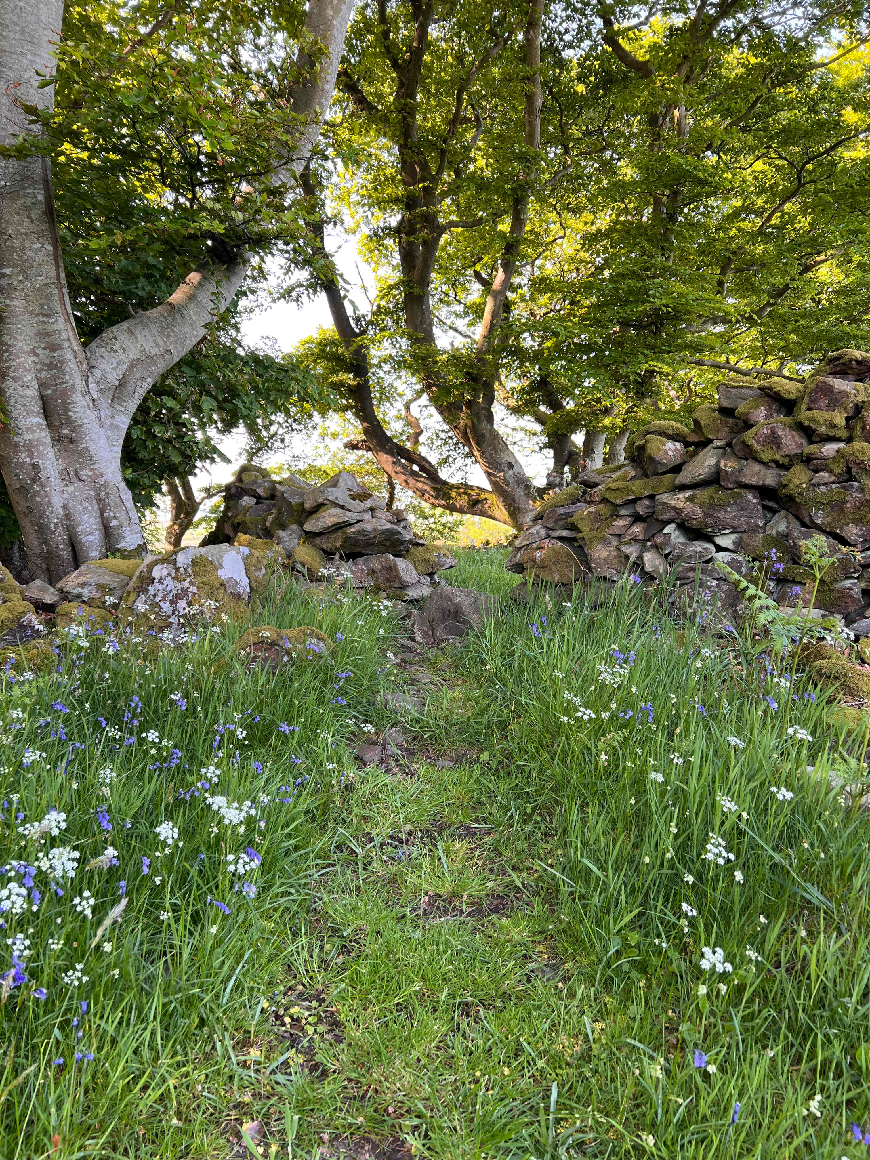 Hazel Mount Fellside