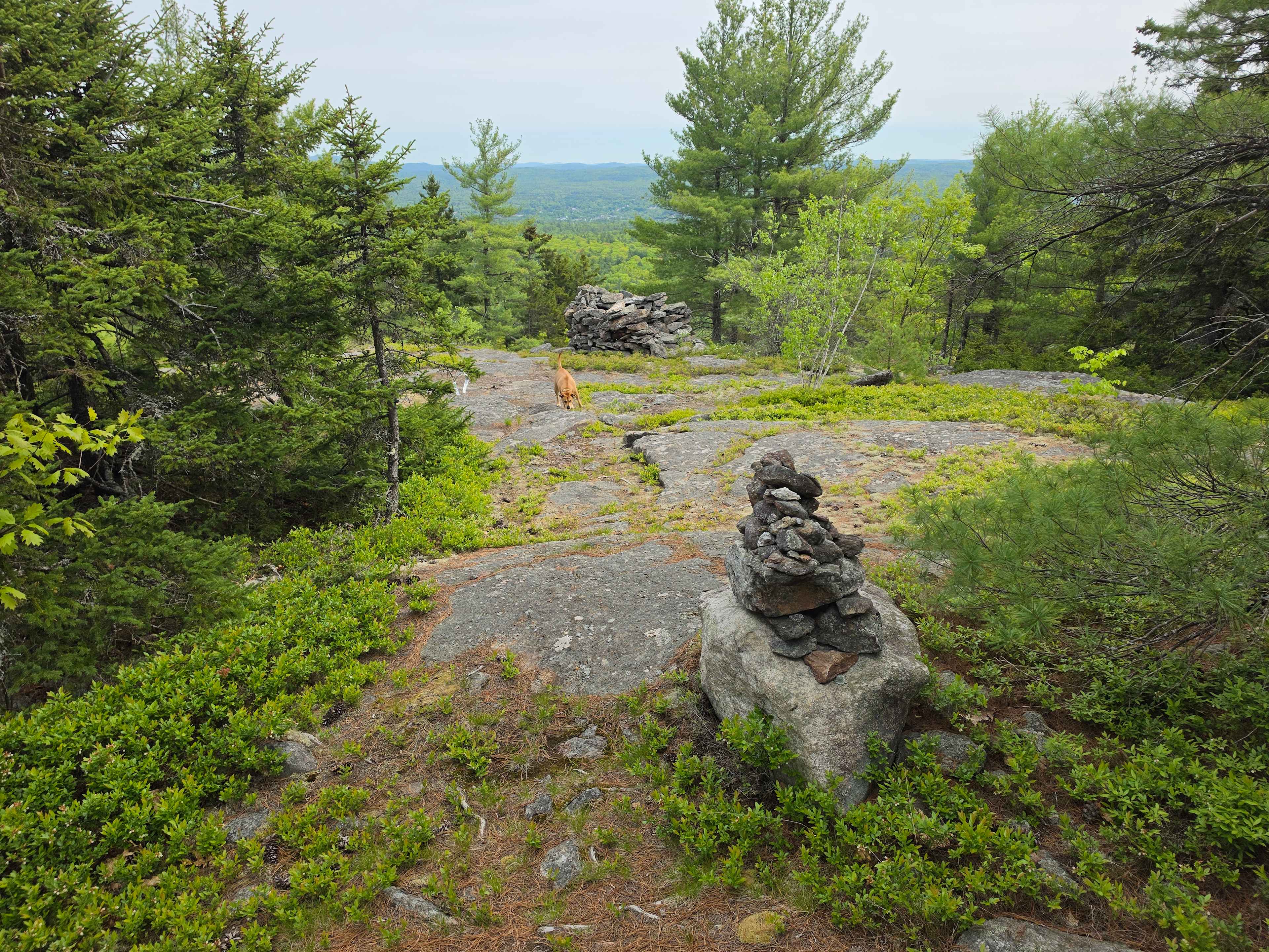 Hussey Mountain Tree Farm