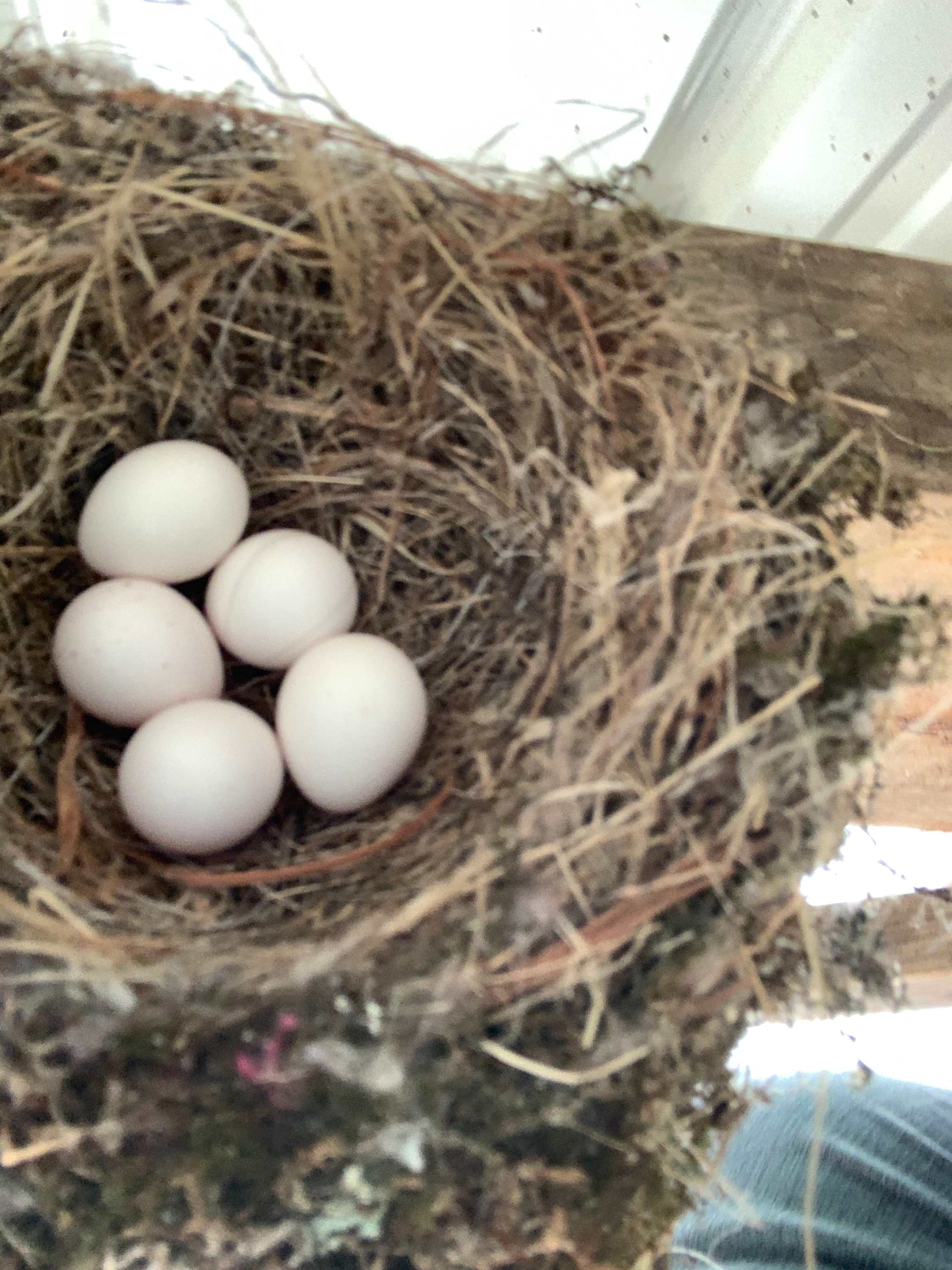 A pair of Eastern Phoebes had a nest under the porch roof and were pretty nervous to return to their nest when we were on the porch. 