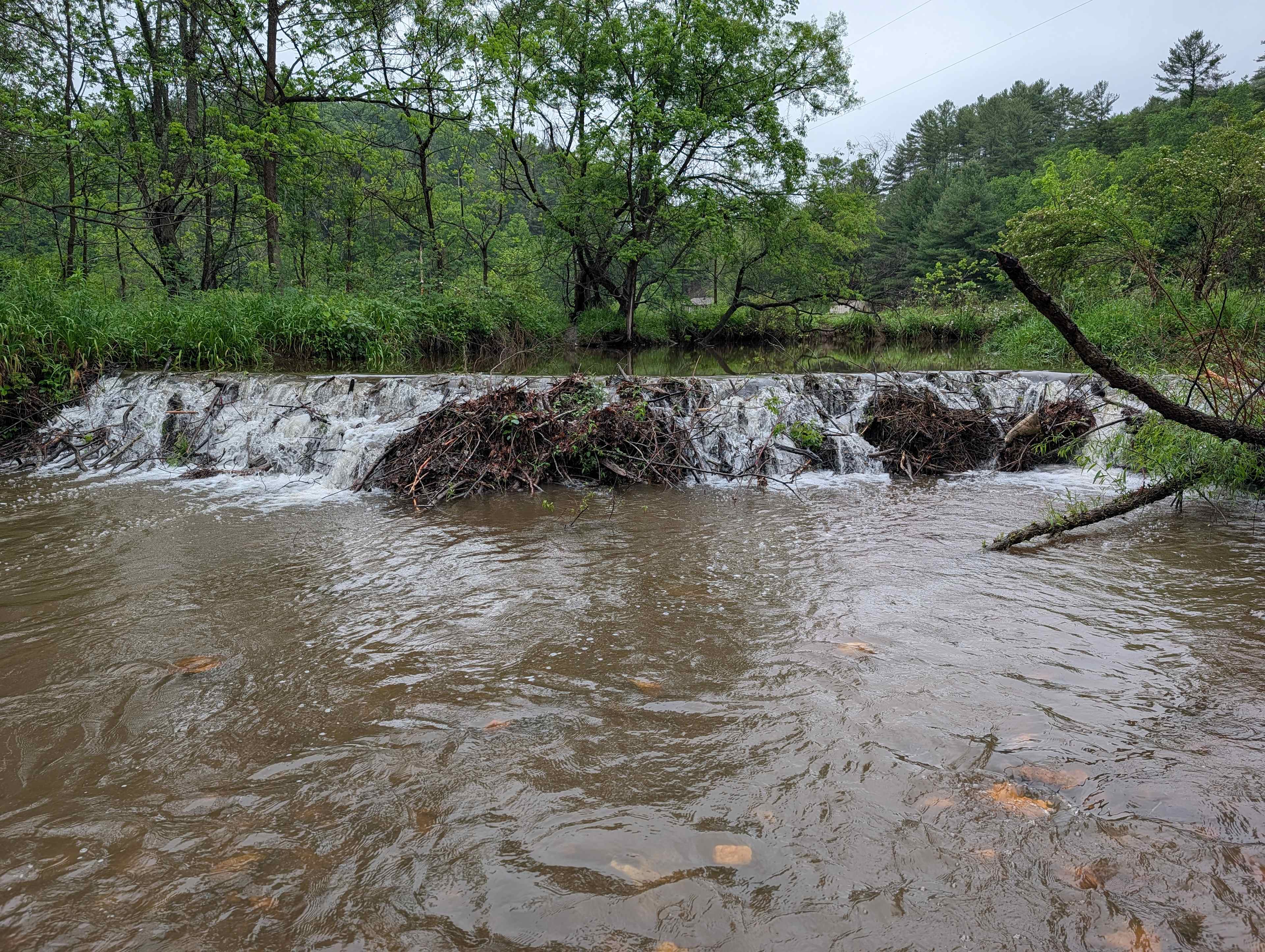 Creekside campsites