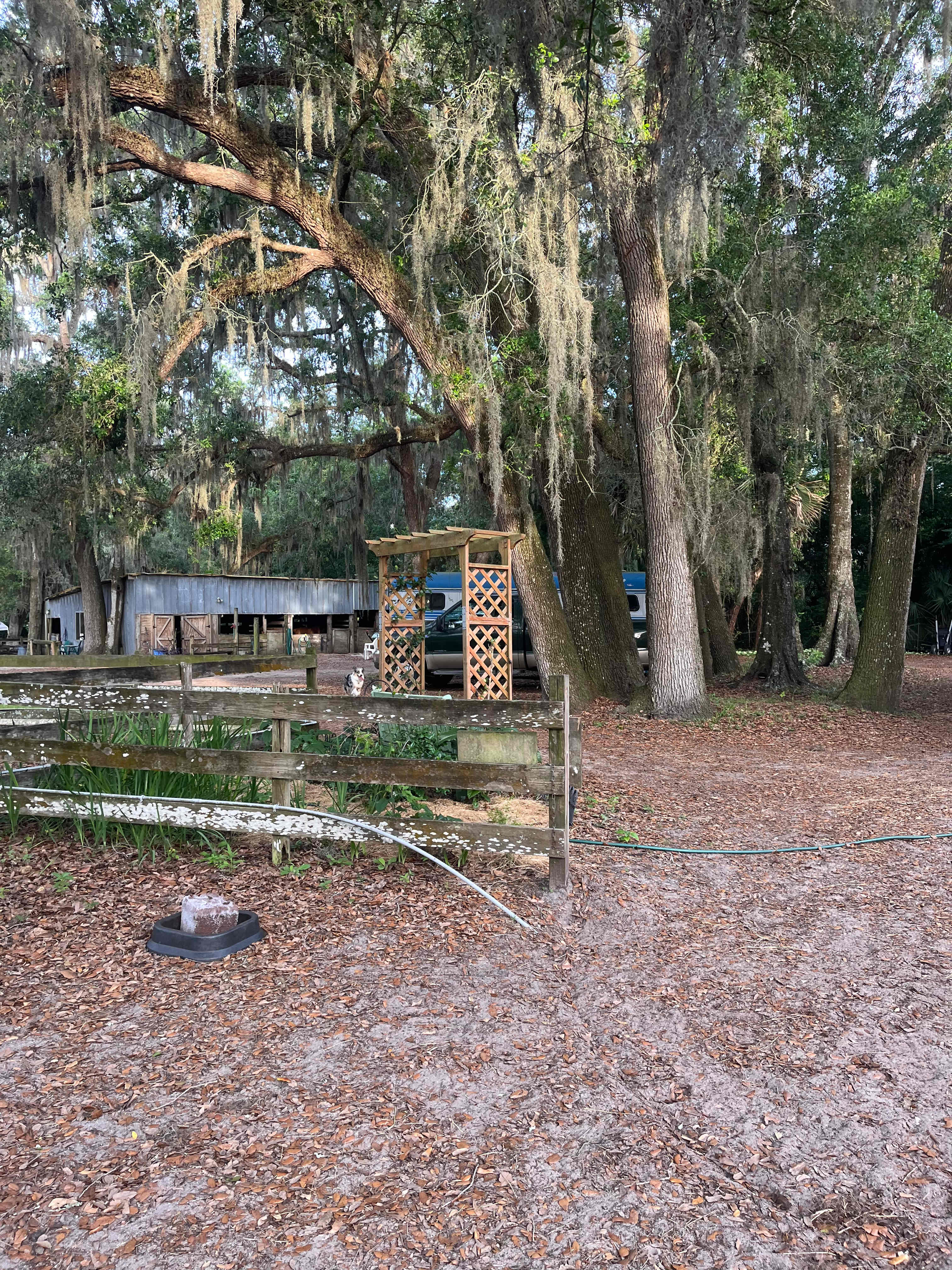 Wooded areas in a horse pasture