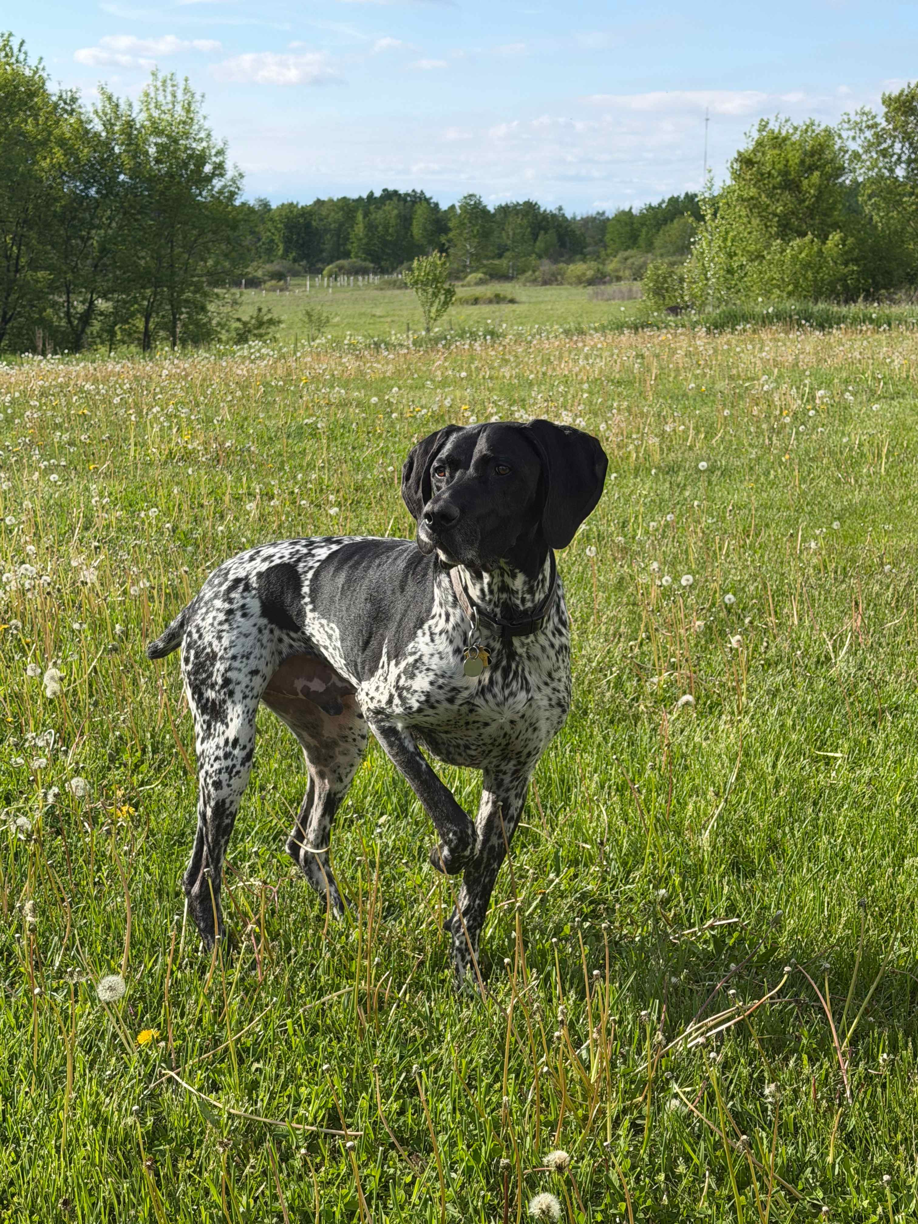 Marsh Mellow Meadow