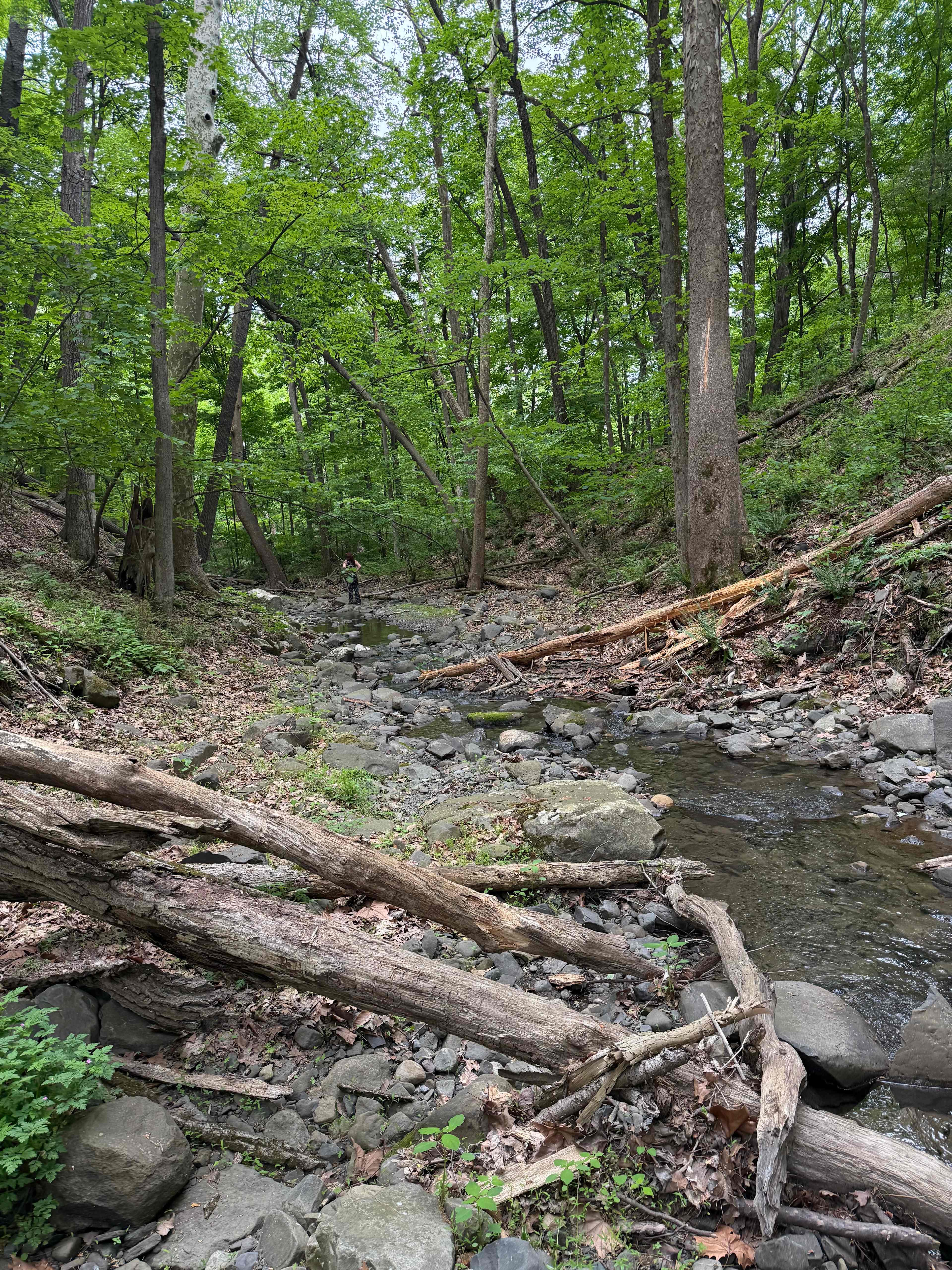 Hickory Hollow