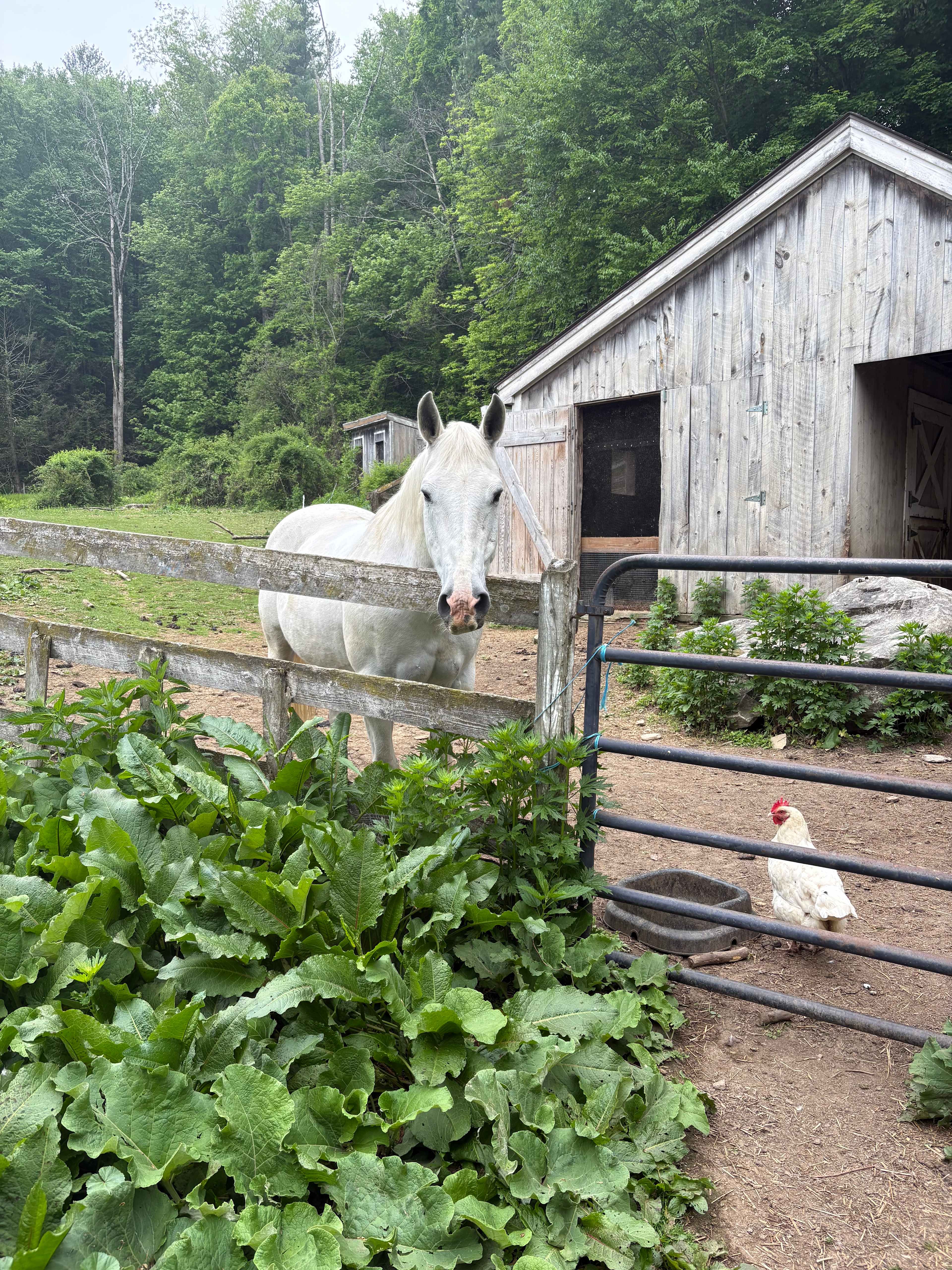 Beavertides Farm