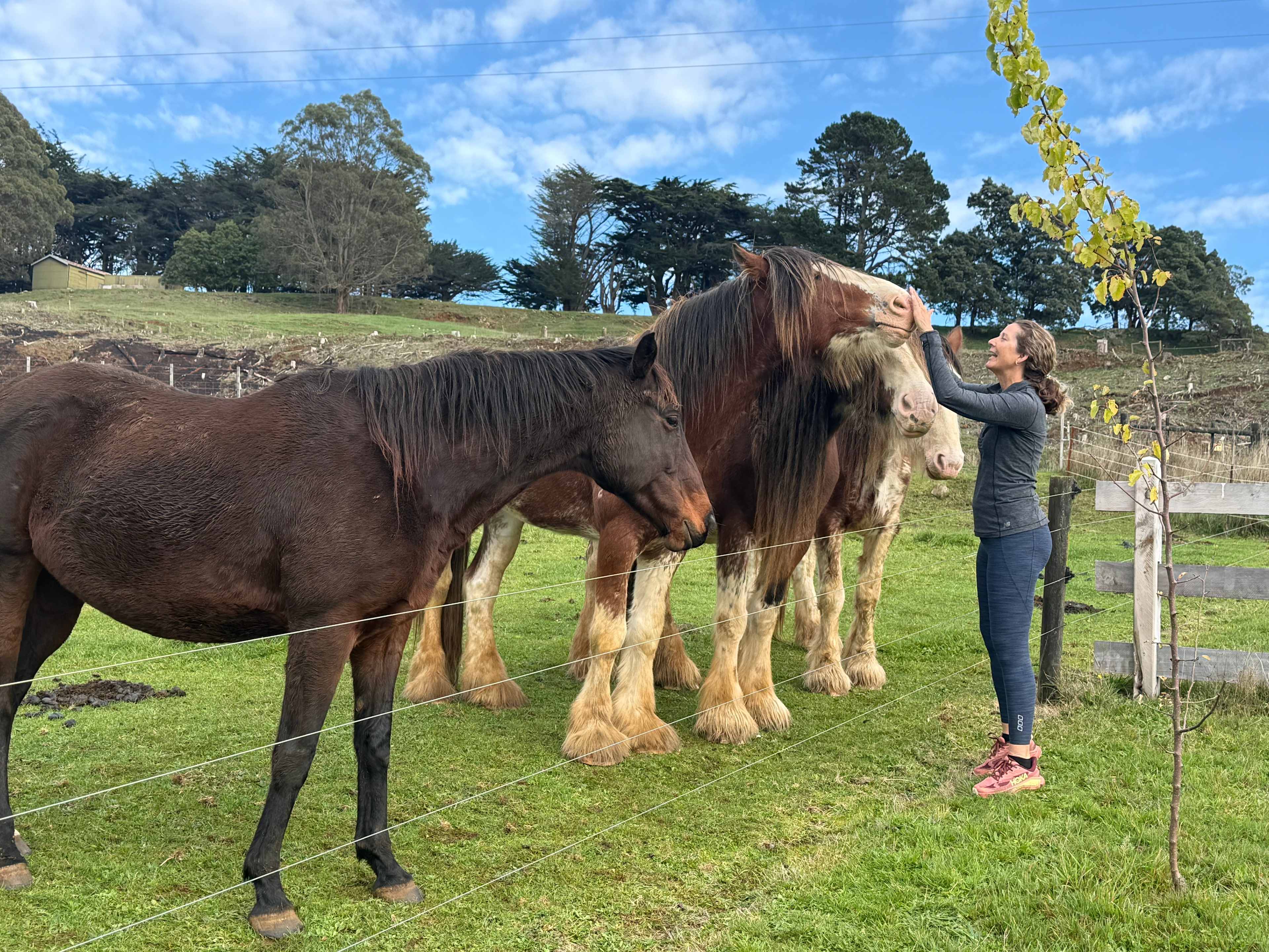 Arion Park, Campsite, YOLLA NW TAS