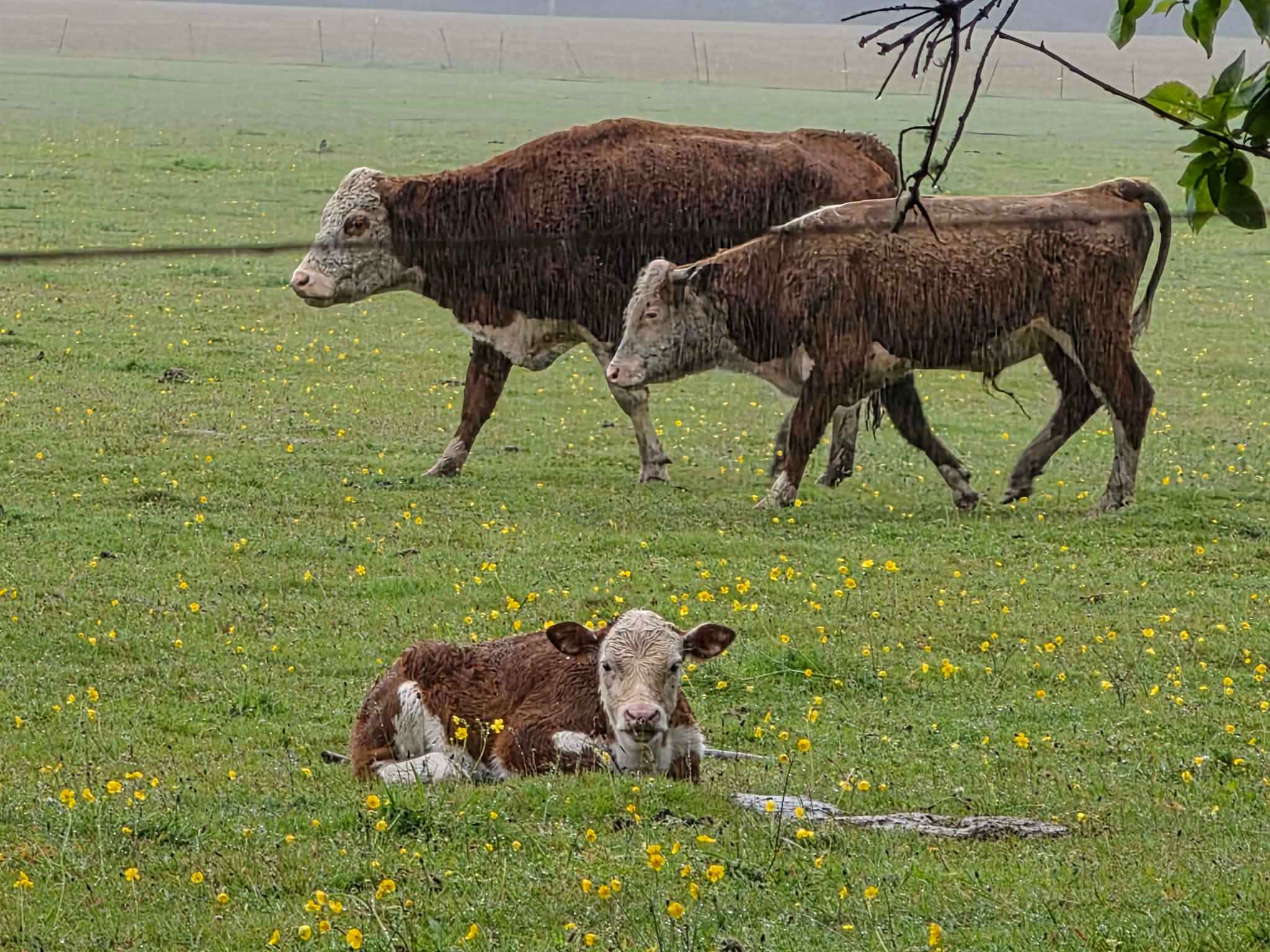 Cows!