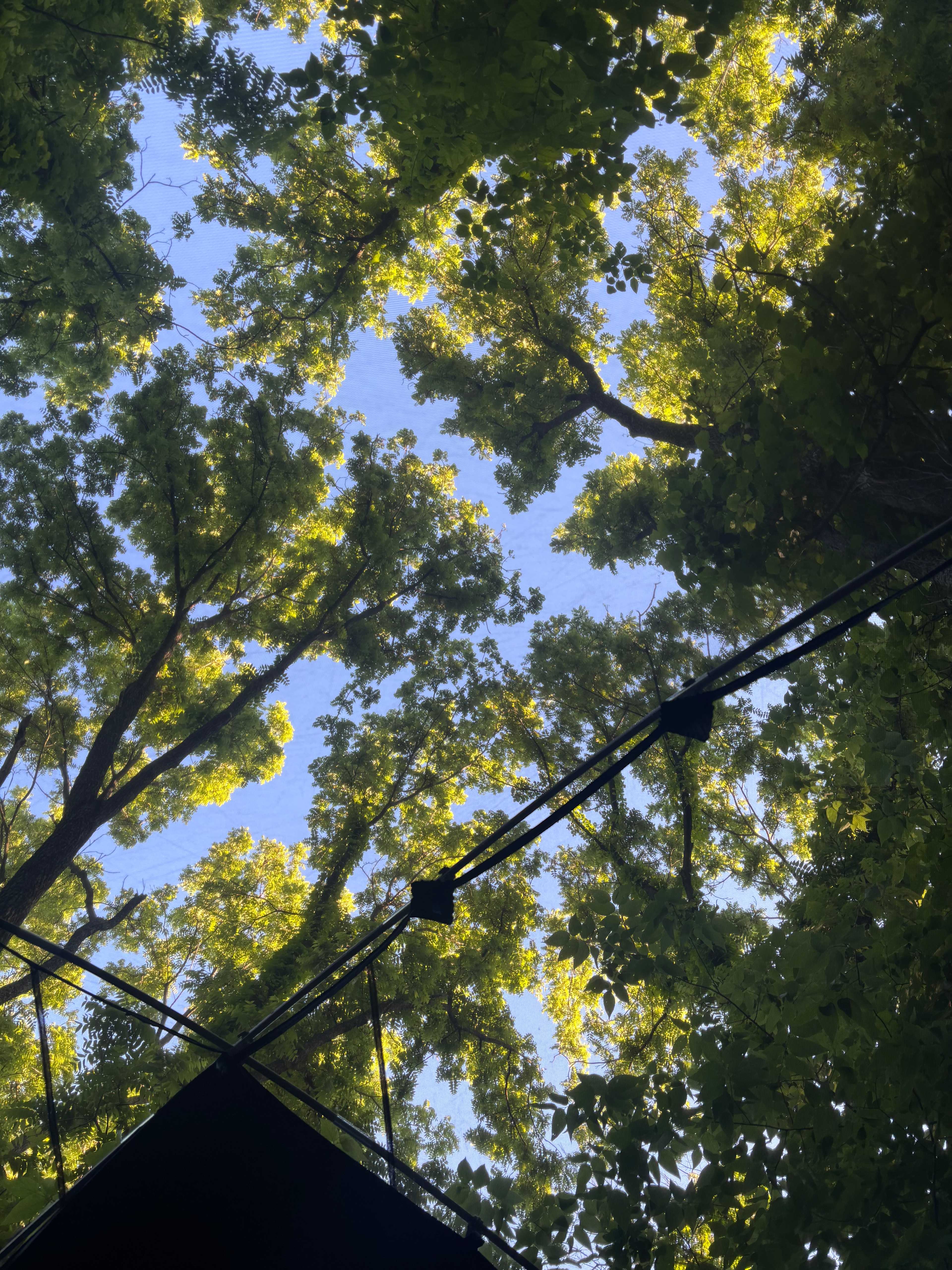 Looking up from tent